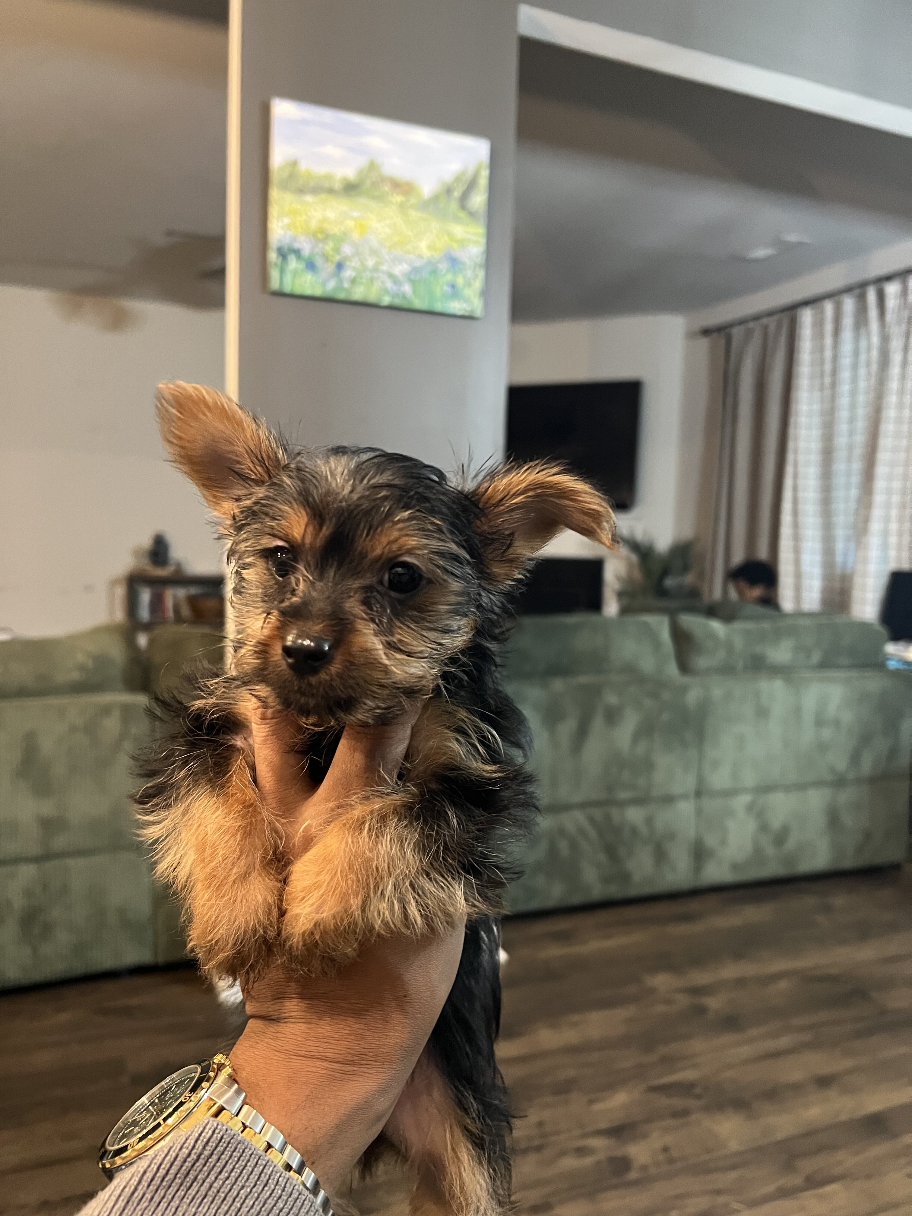 Yorkies in Georgia - 3 Left image 3