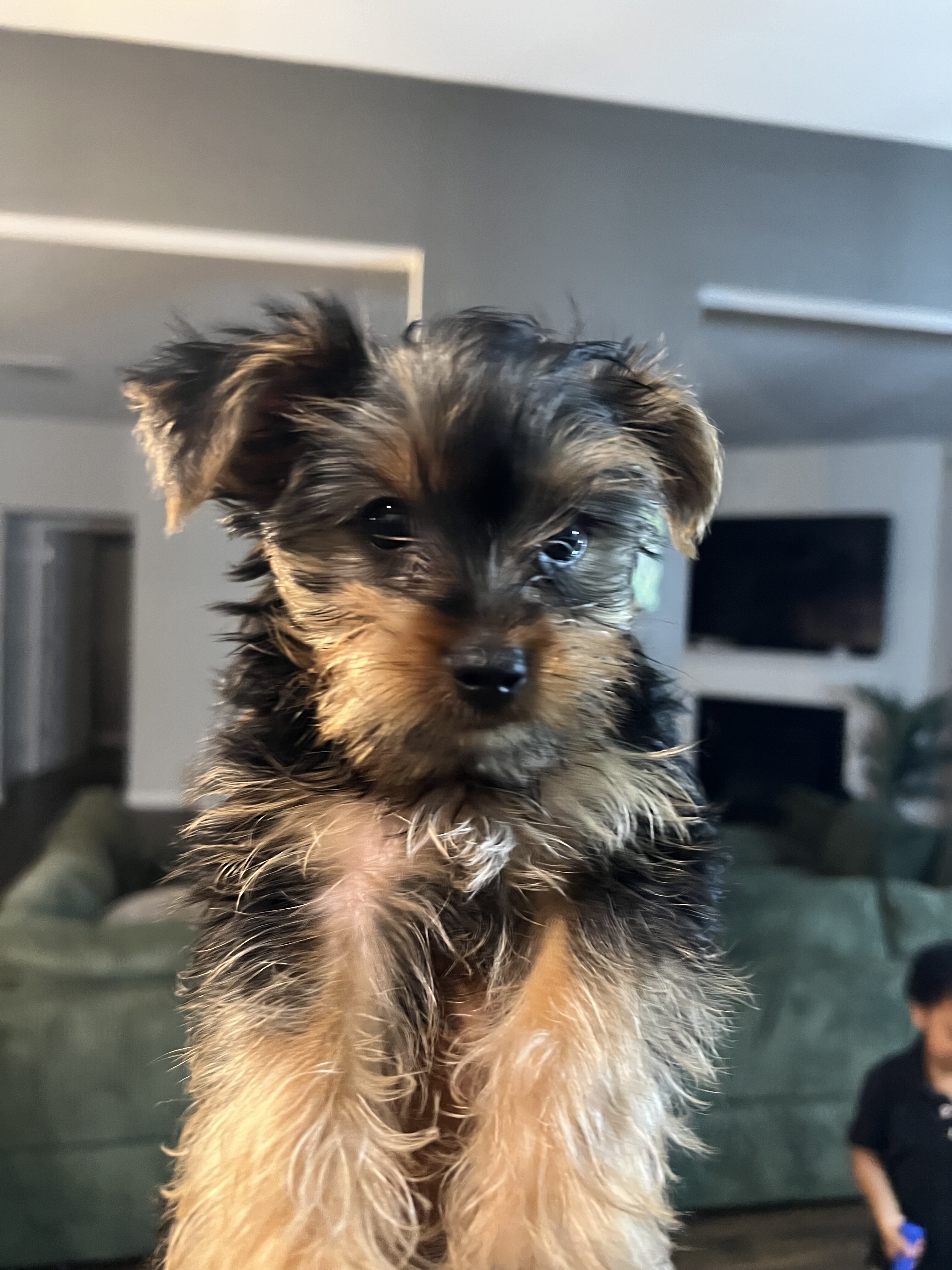 Yorkies in Georgia - 3 Left image 2