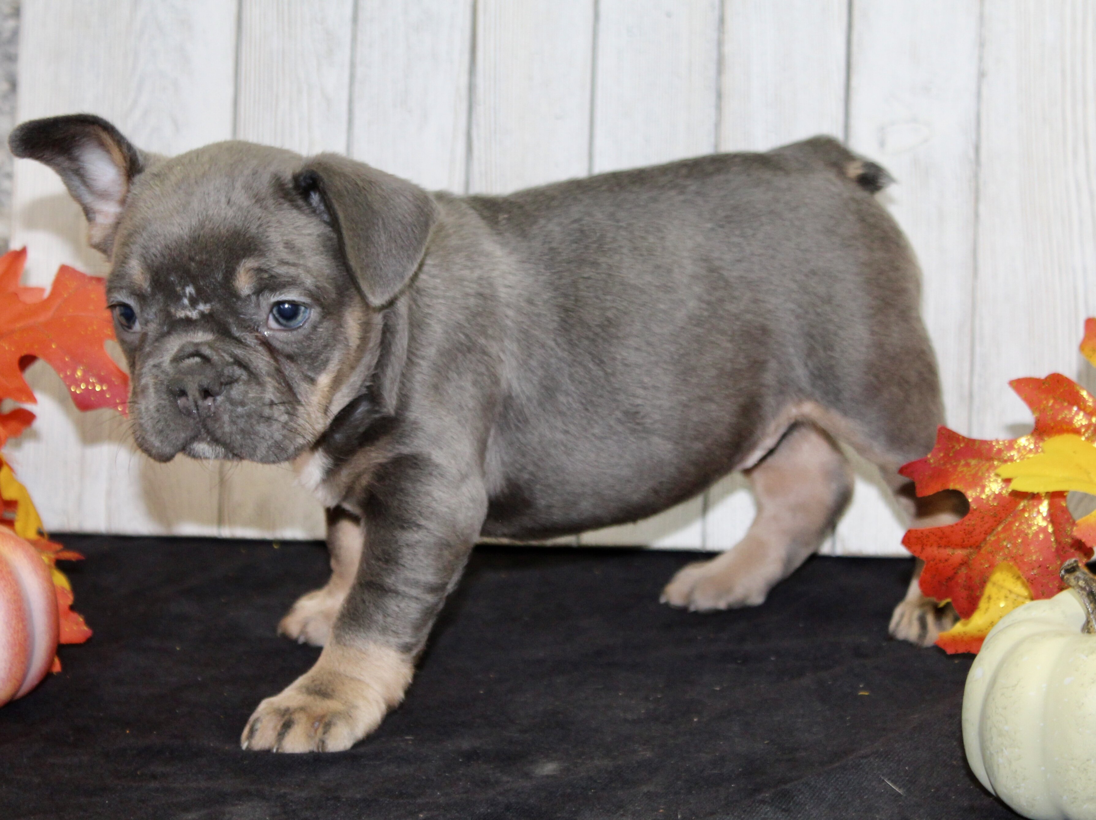 Fern Female AKC French Bulldog image 2
