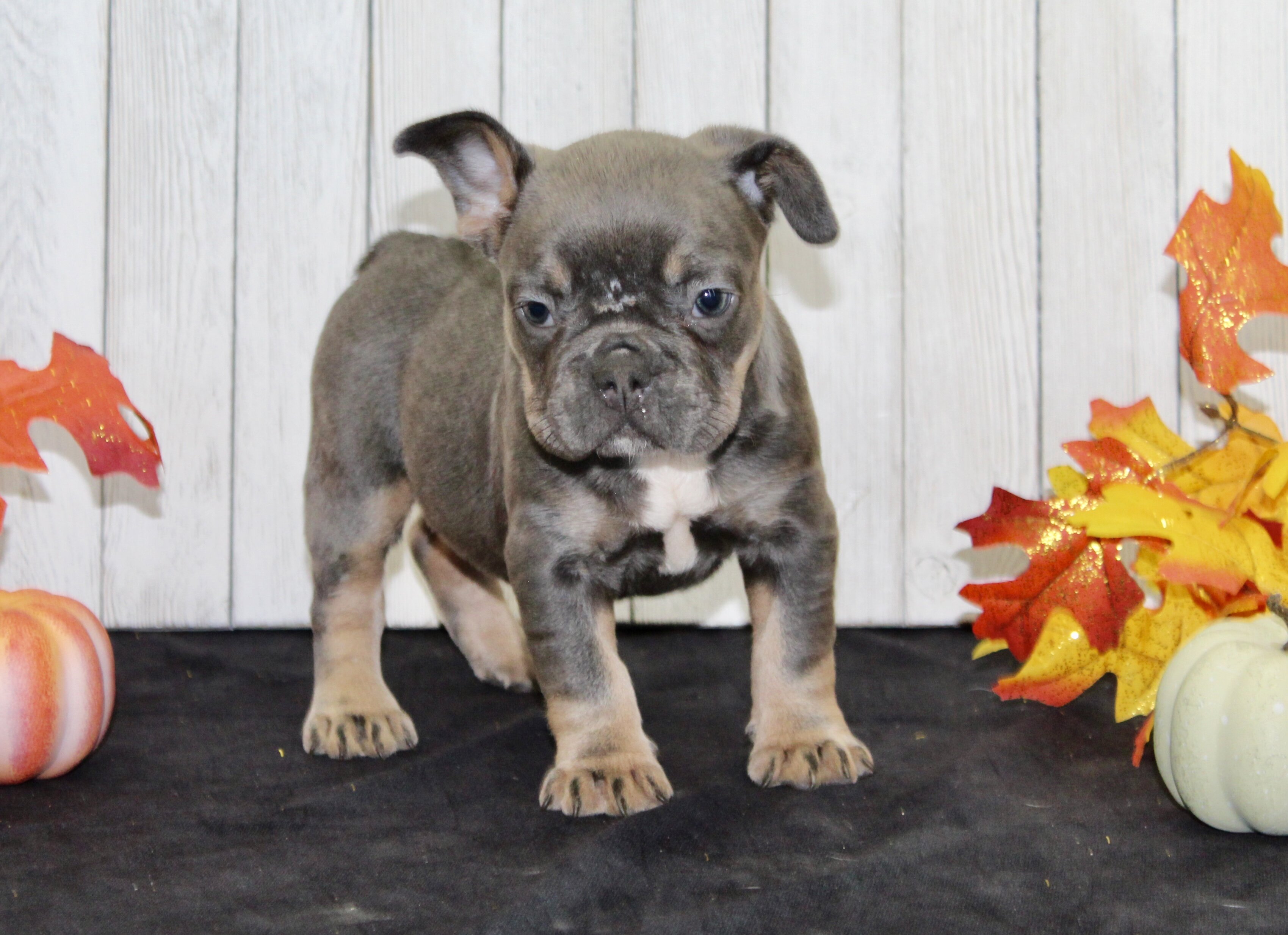 Fern Female AKC French Bulldog image 5