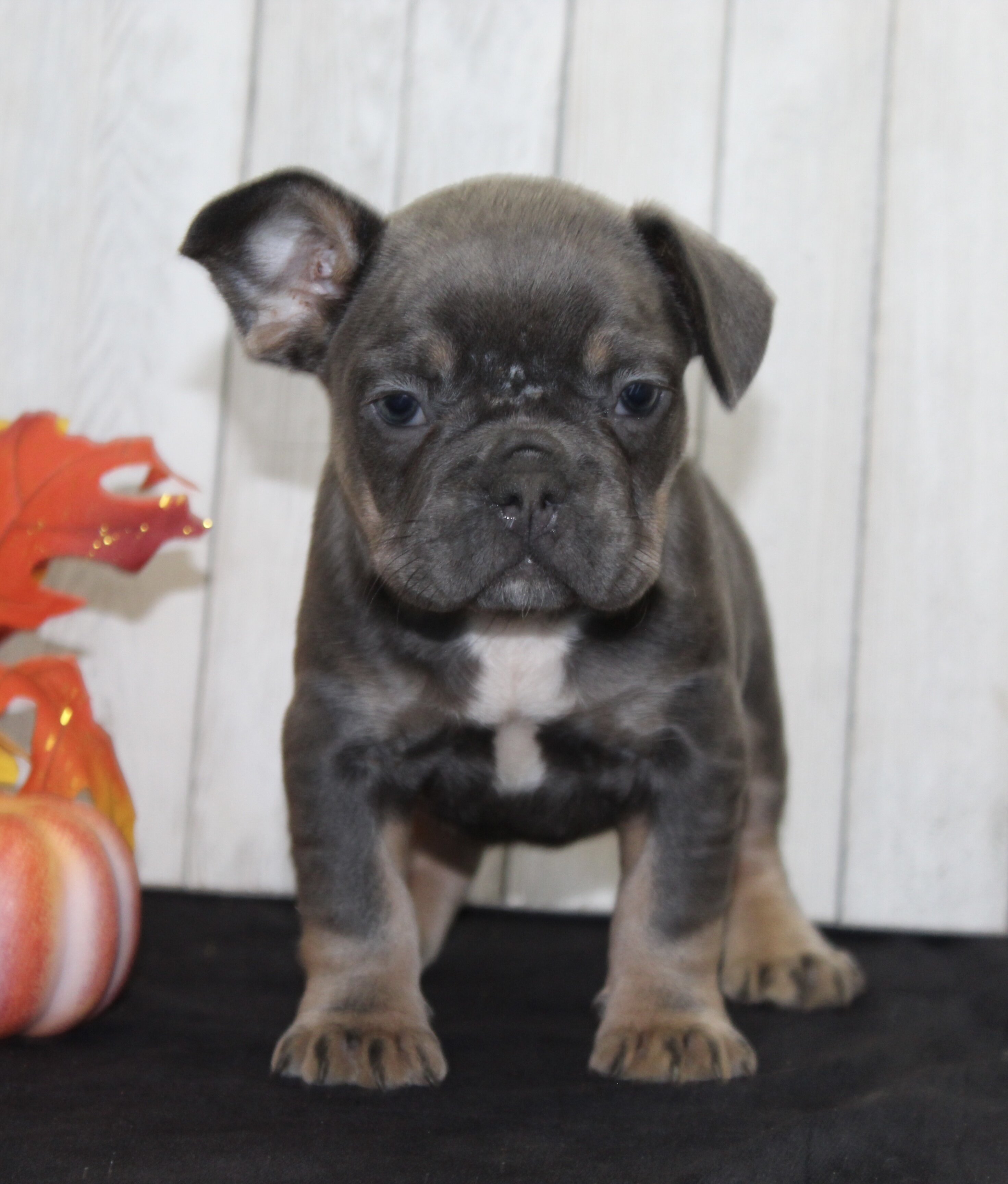 Fern Female AKC French Bulldog image 4