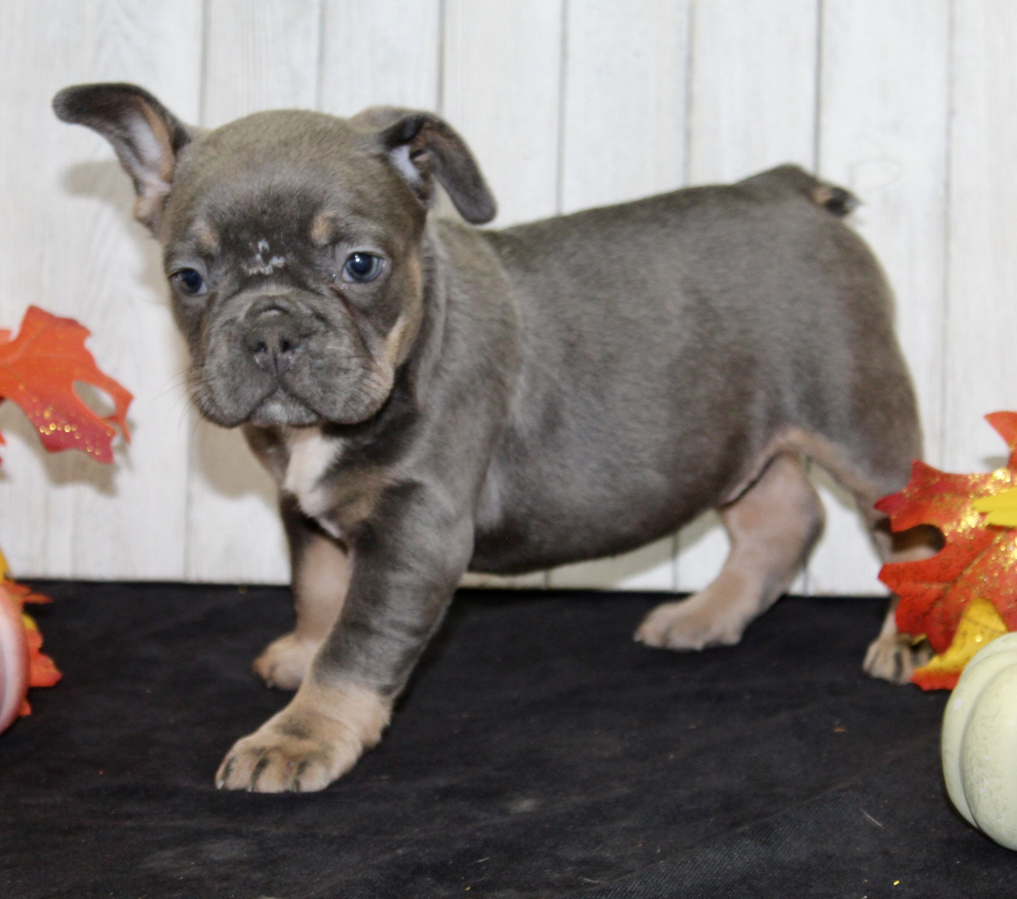 Fern Female AKC French Bulldog image 3