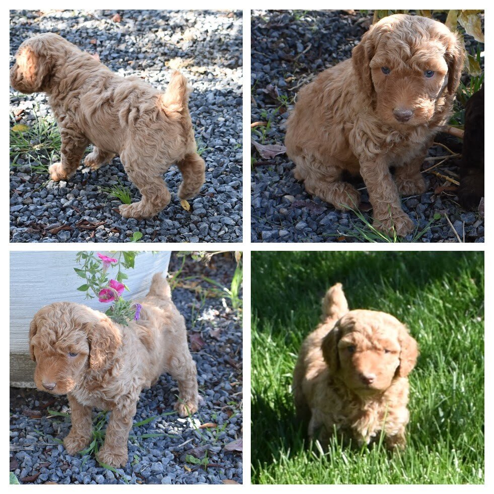 Moyen Poodle Puppies image 9