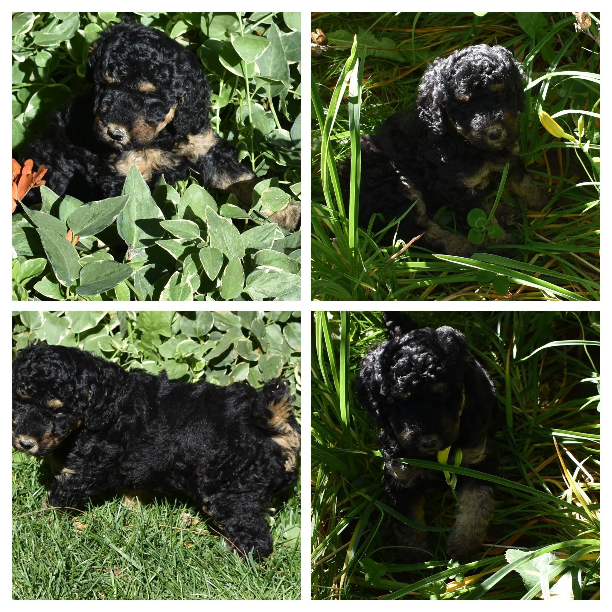 Moyen Poodle Puppies image 7