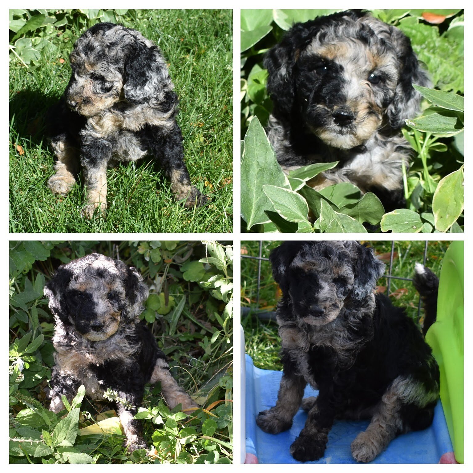 Moyen Poodle Puppies image 8
