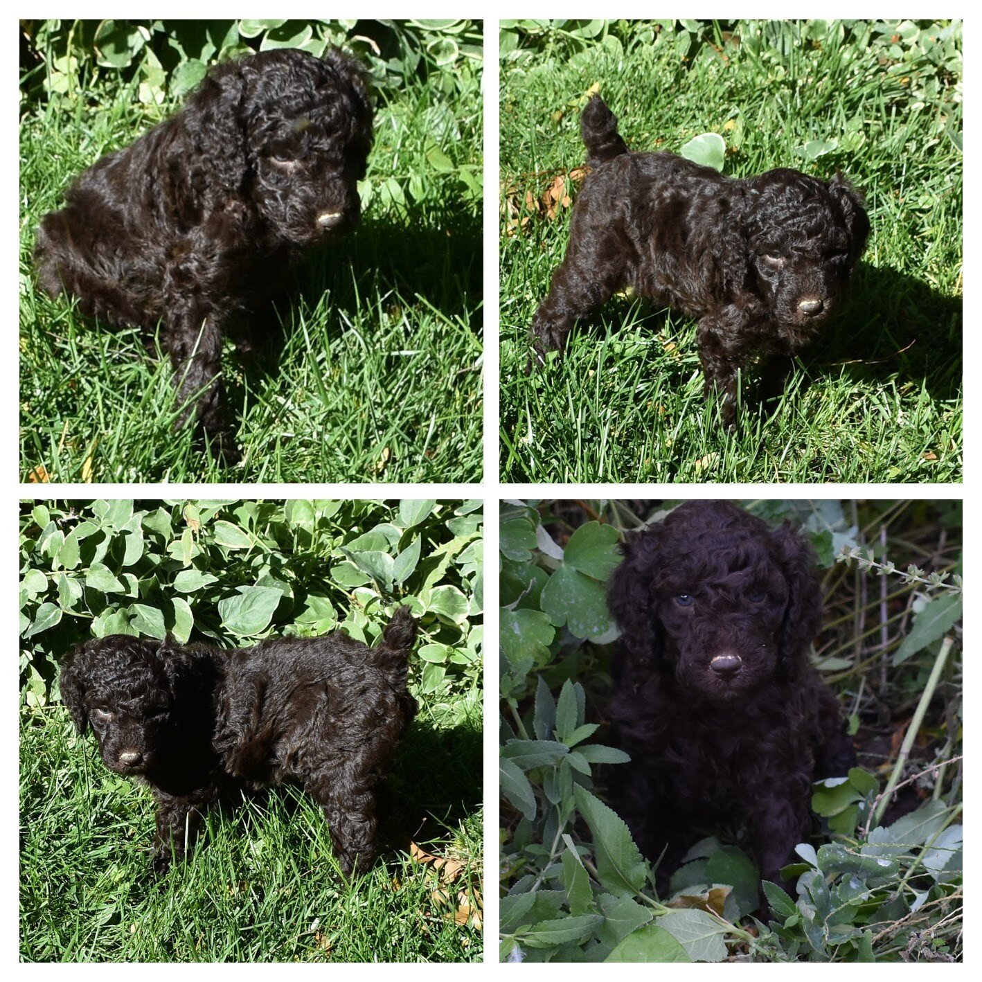 Moyen Poodle Puppies image 6