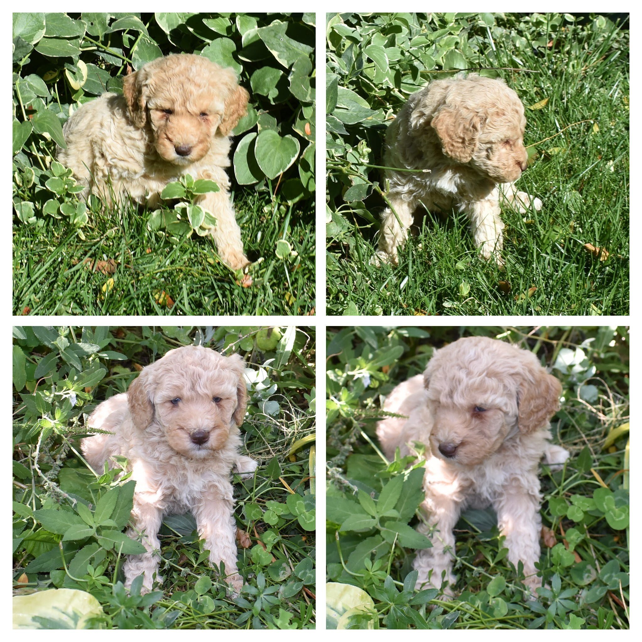 Moyen Poodle Puppies image 1