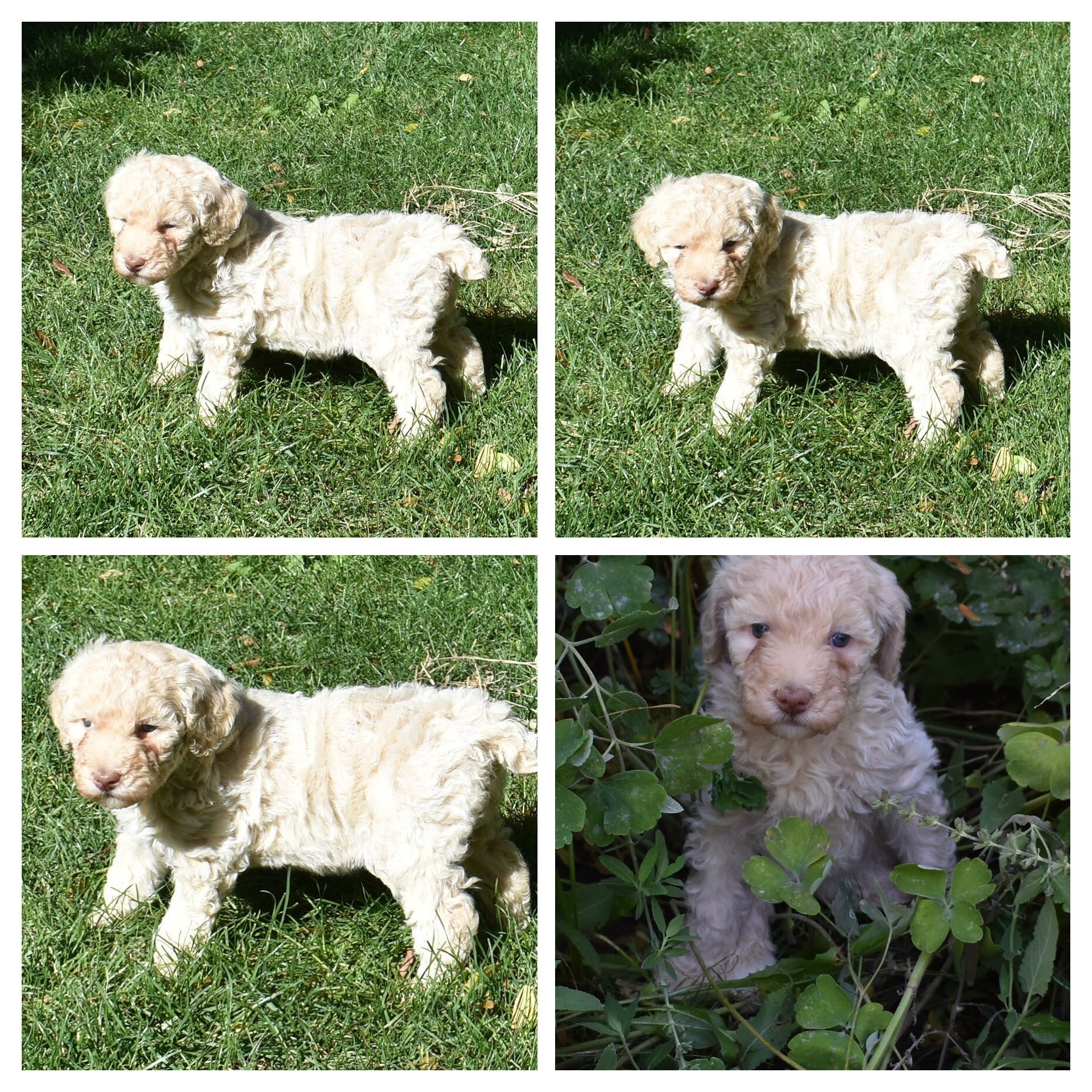 Moyen Poodle Puppies image 2