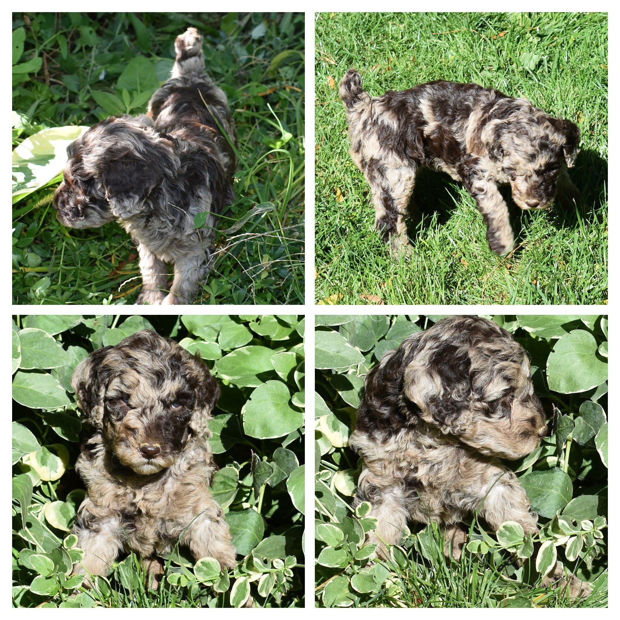 Moyen Poodle Puppies image 3
