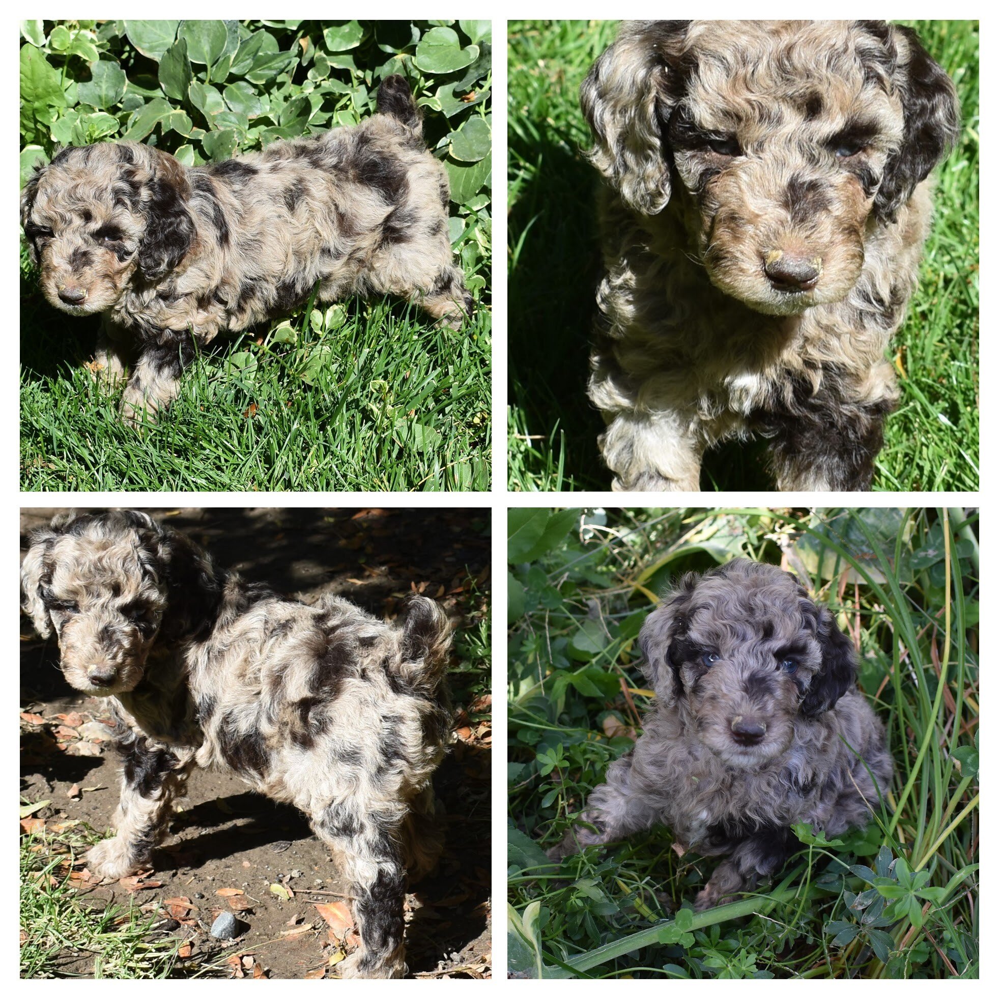 Moyen Poodle Puppies image 5