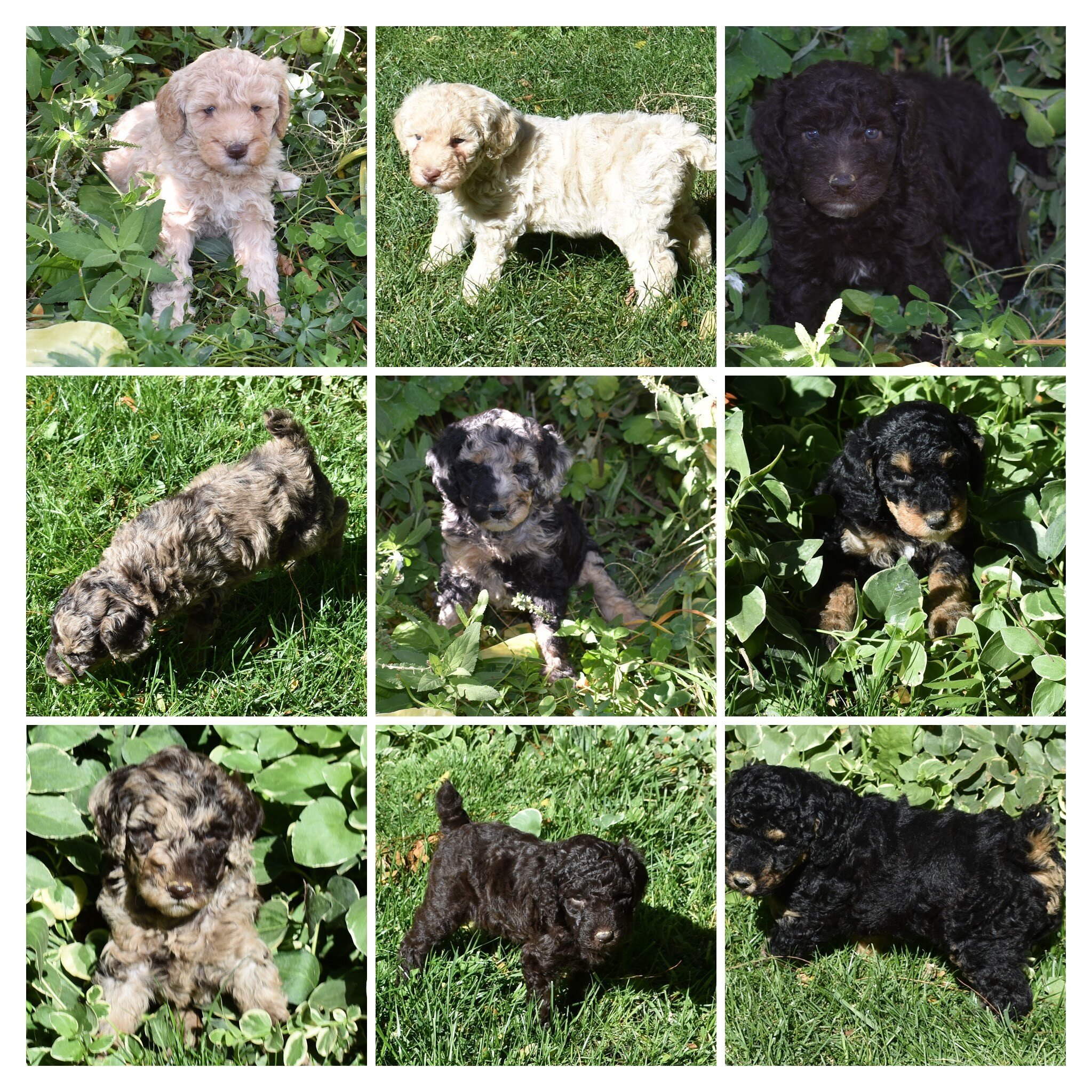 Moyen Poodle Puppies image 10
