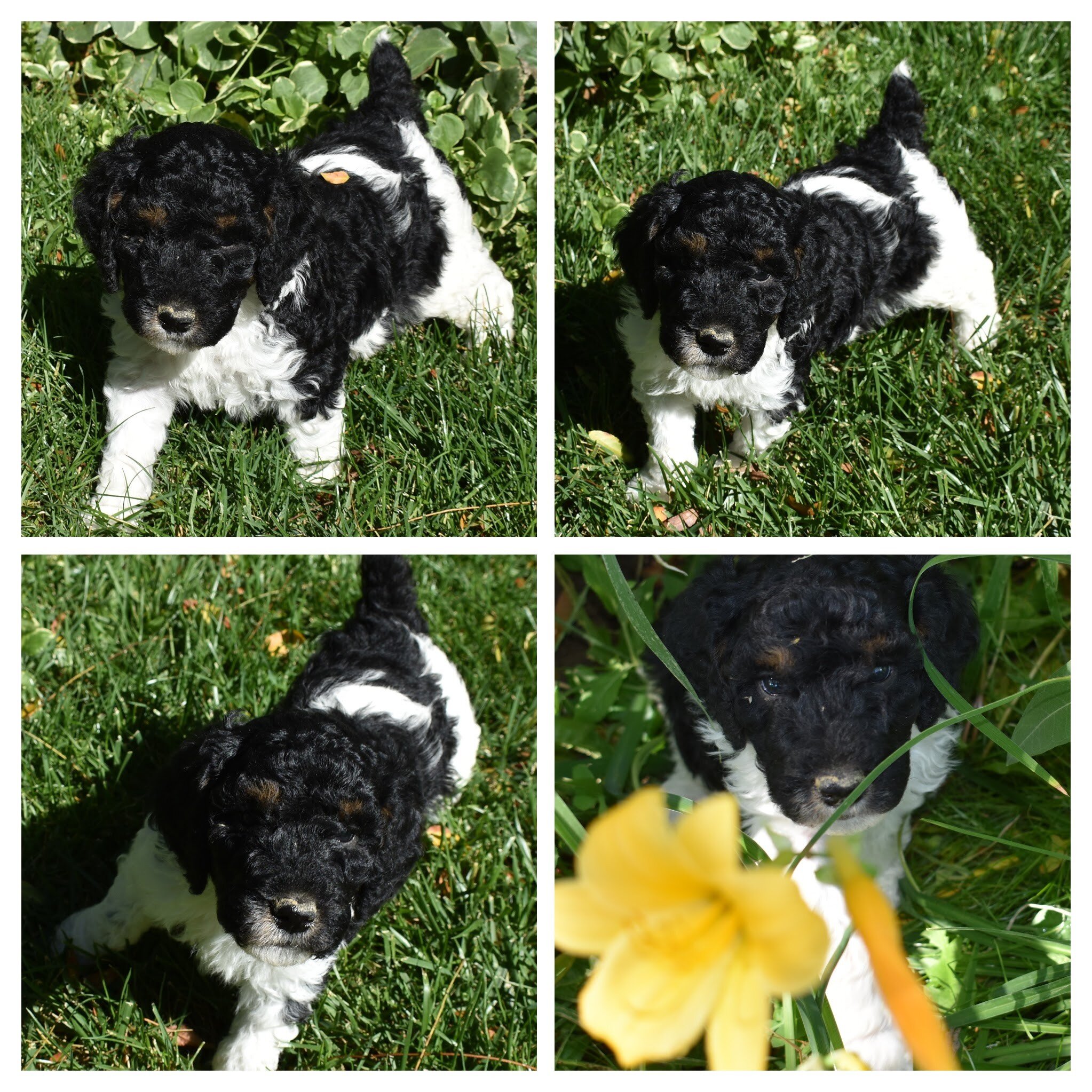 Moyen Poodle Puppies image 4