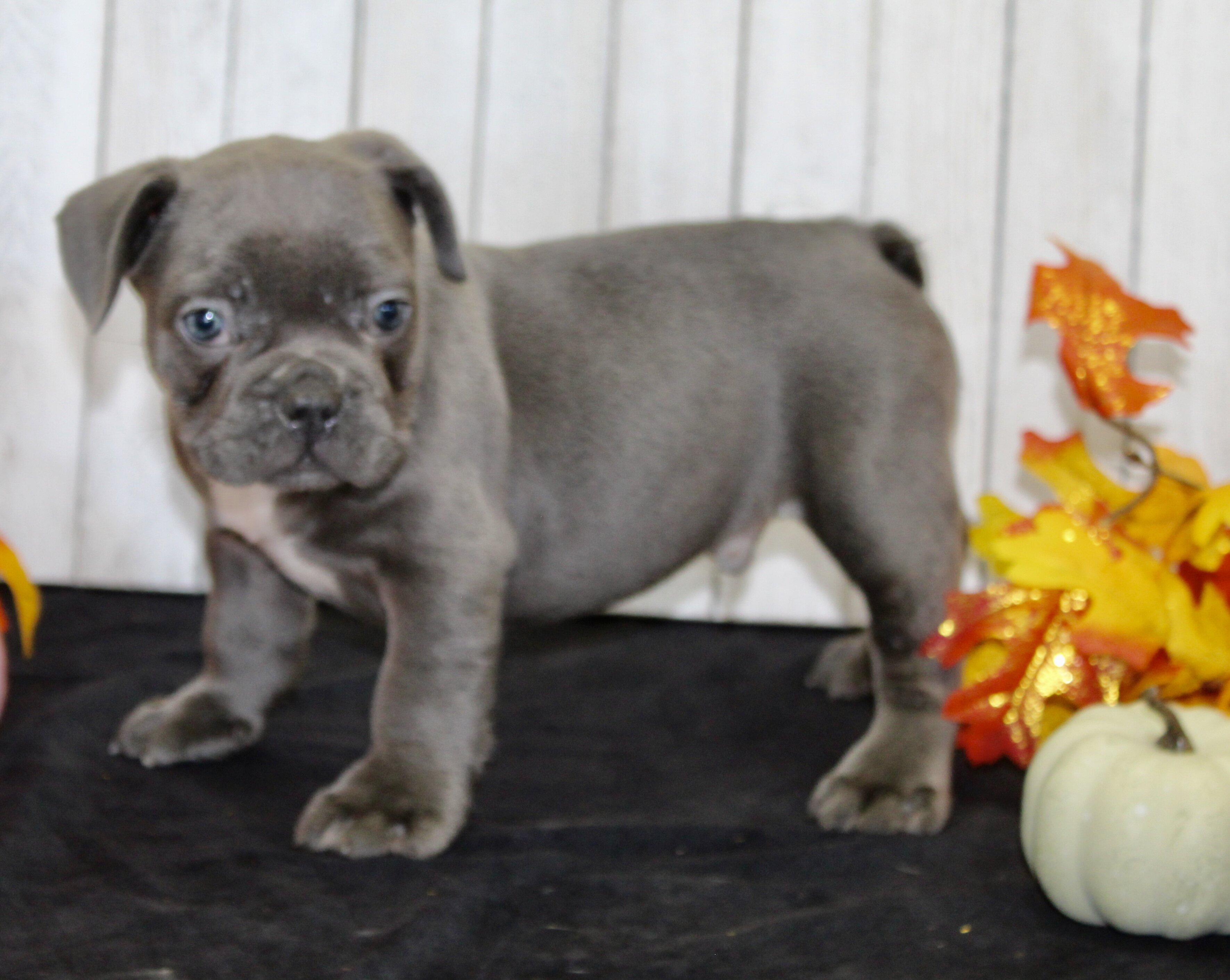Eric Male AKC French Bulldog image 2