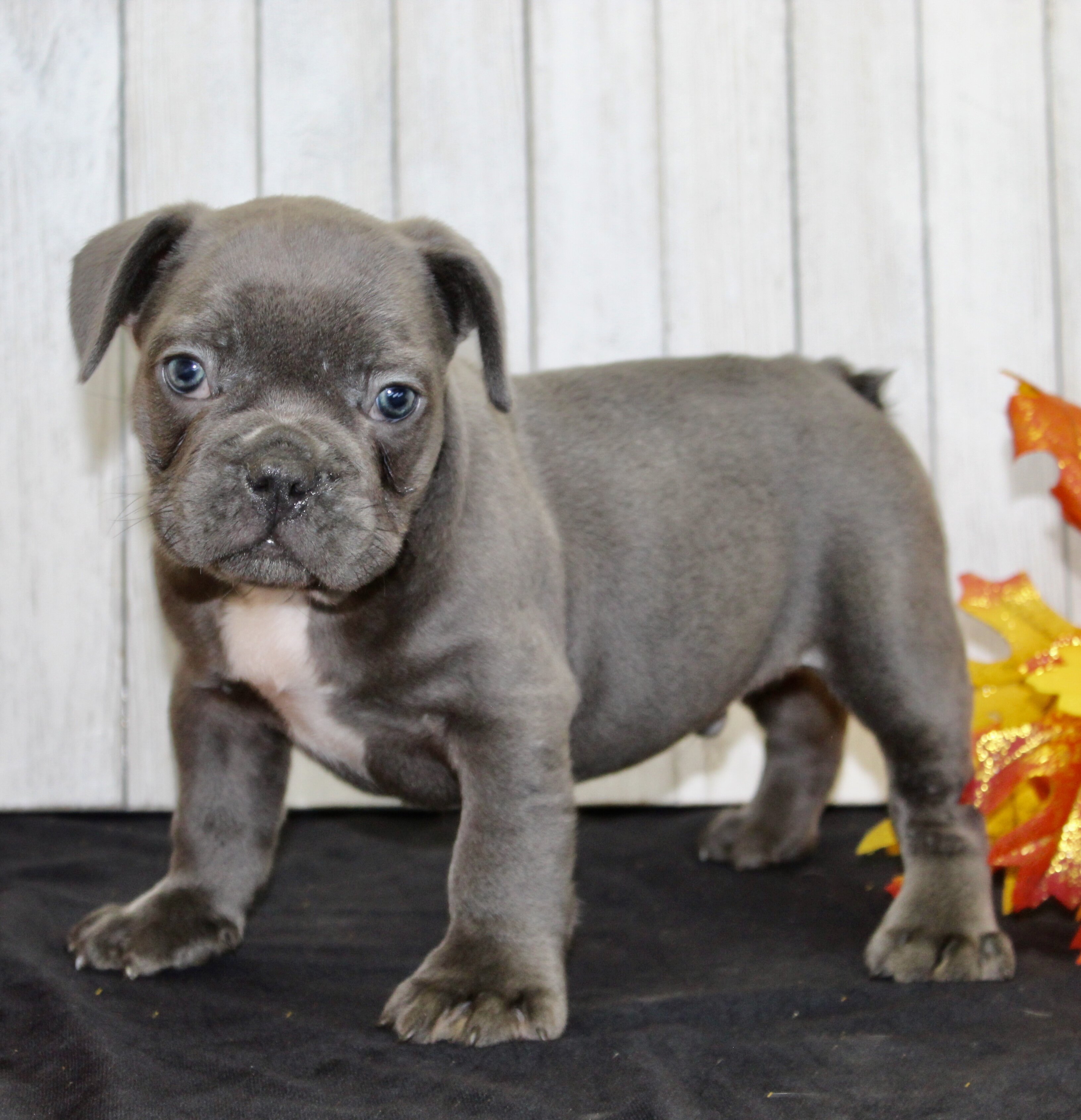 Eric Male AKC French Bulldog image 5