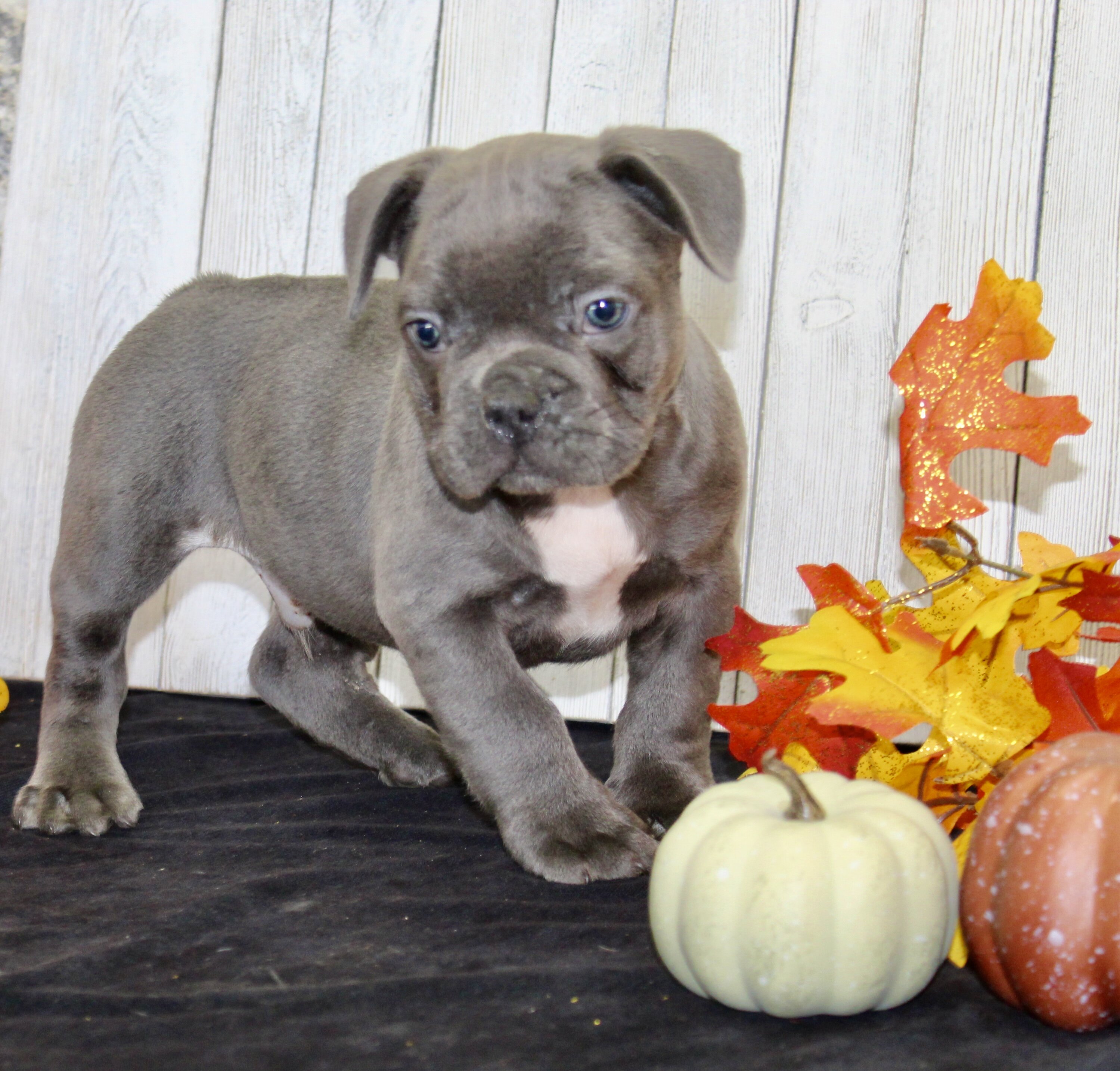 Eric Male AKC French Bulldog image 4