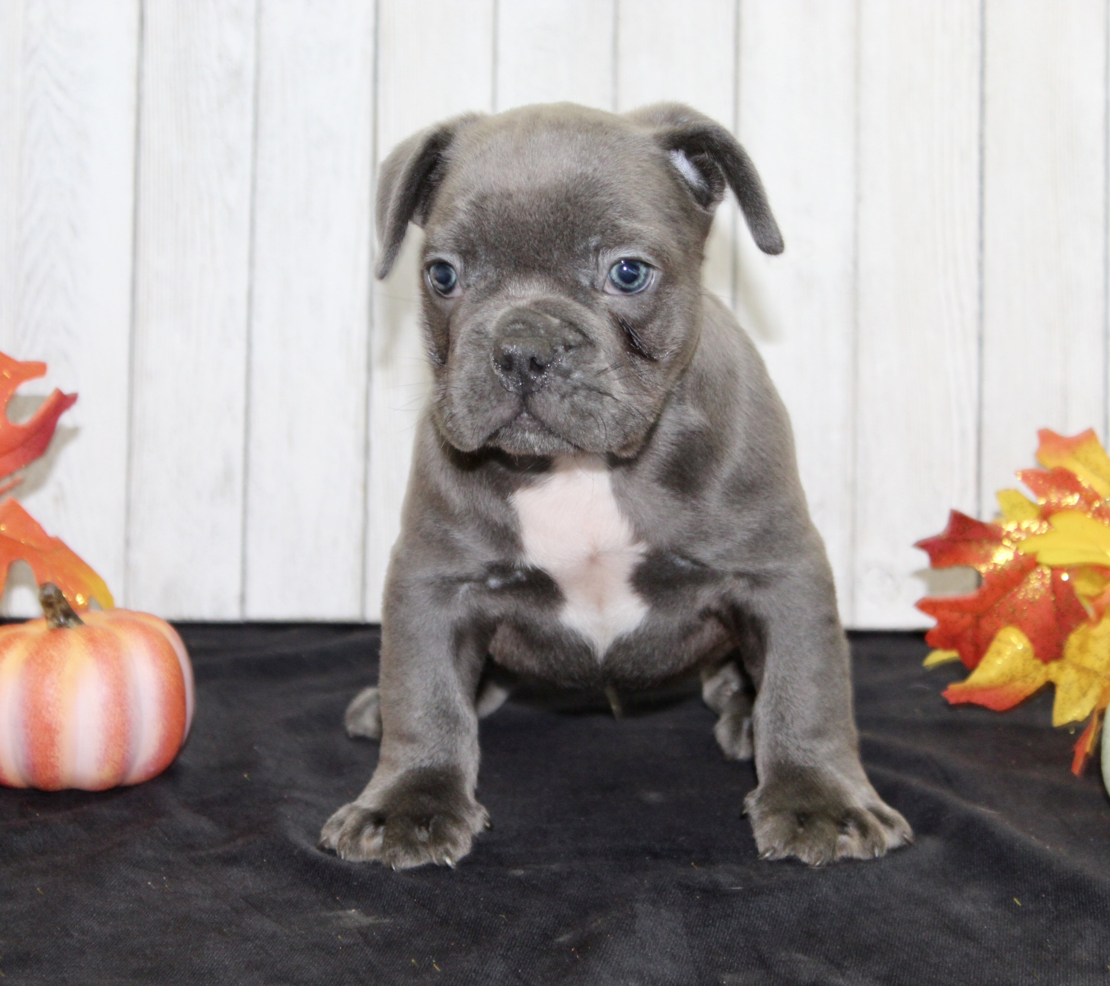 Eric Male AKC French Bulldog image 3