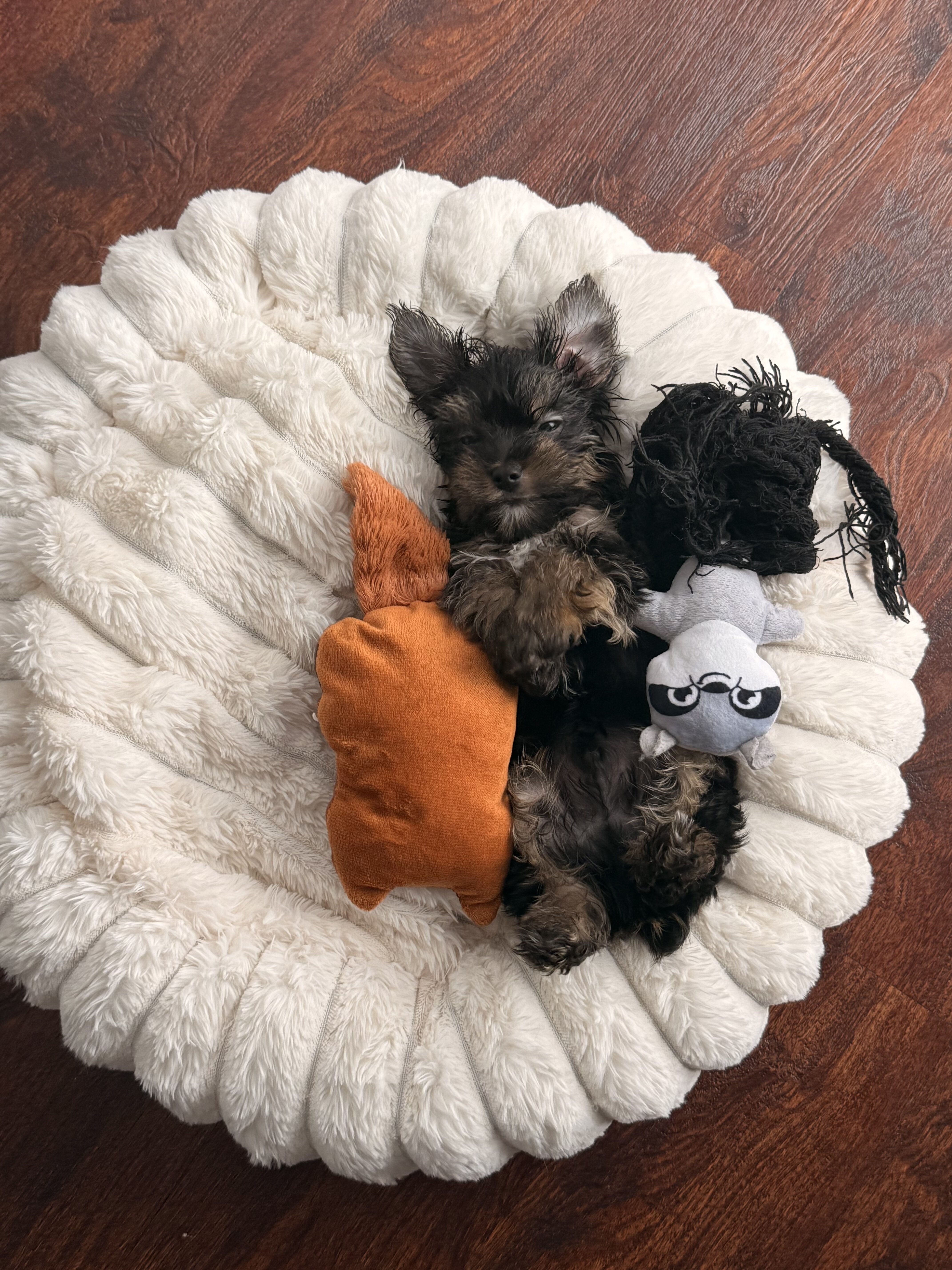Tiny Yorkie Male image 1