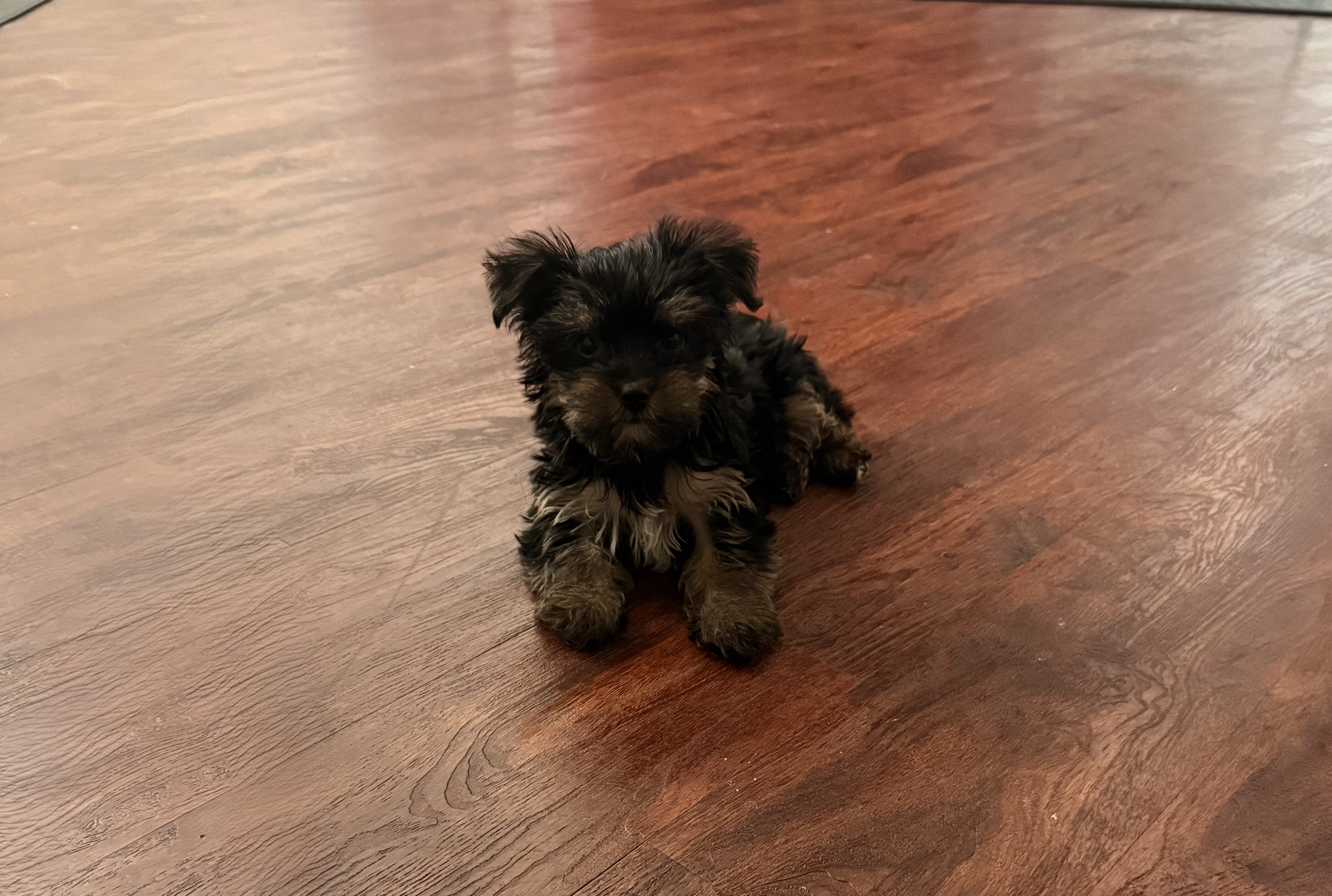 Tiny Yorkie Male image 2