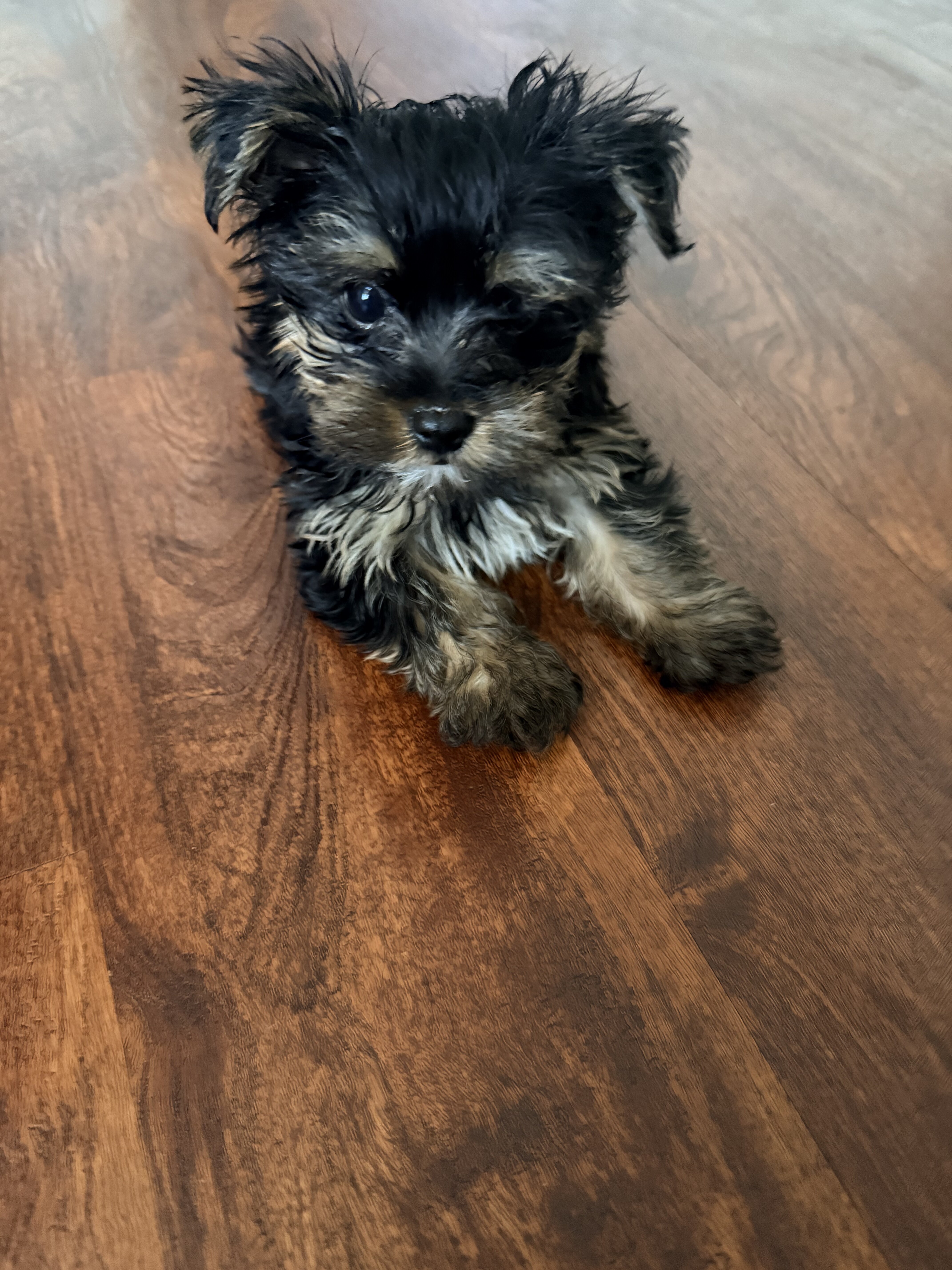 Tiny Yorkie Male image 5