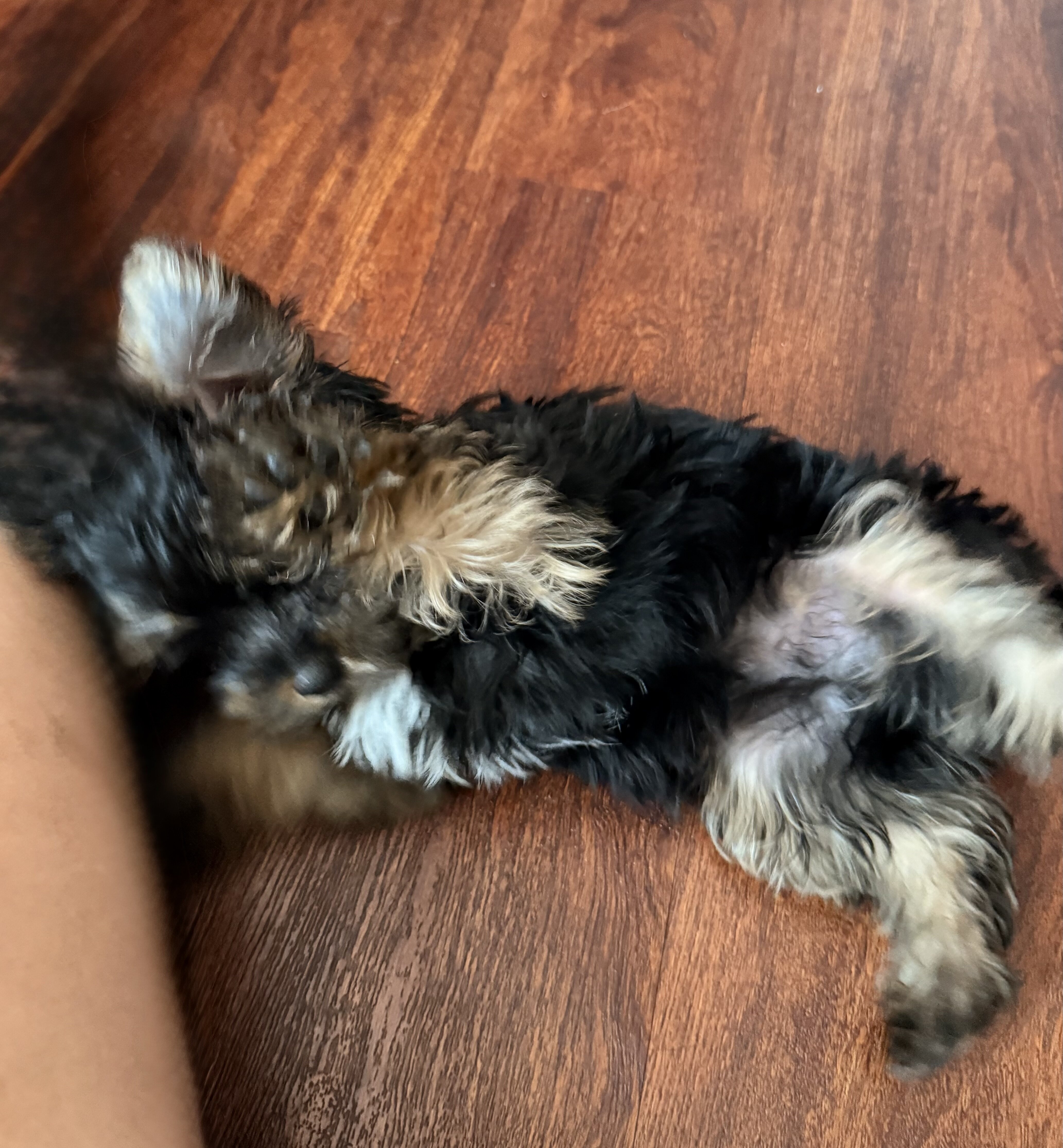 Tiny Yorkie Male image 3