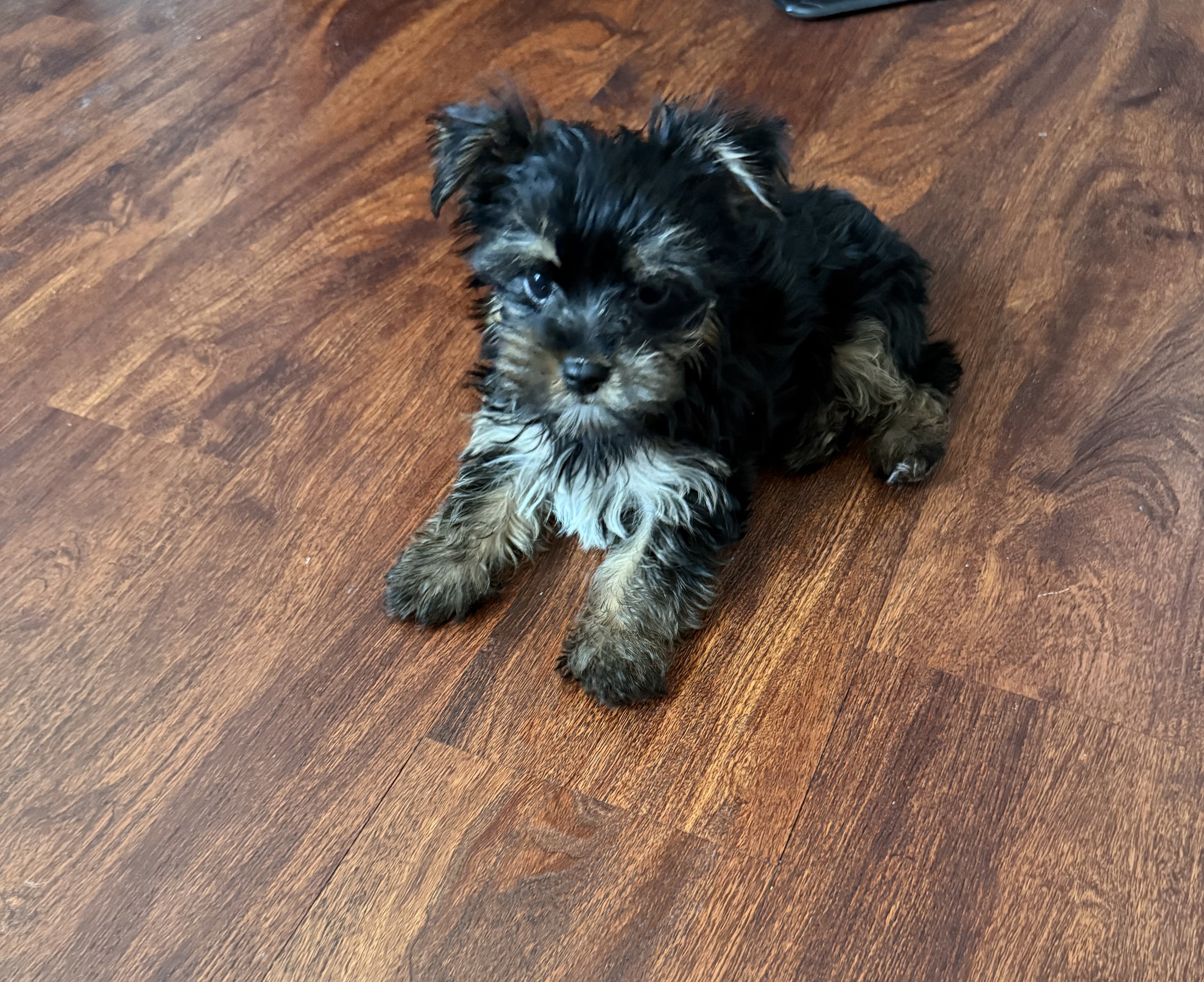 Tiny Yorkie Male image 4