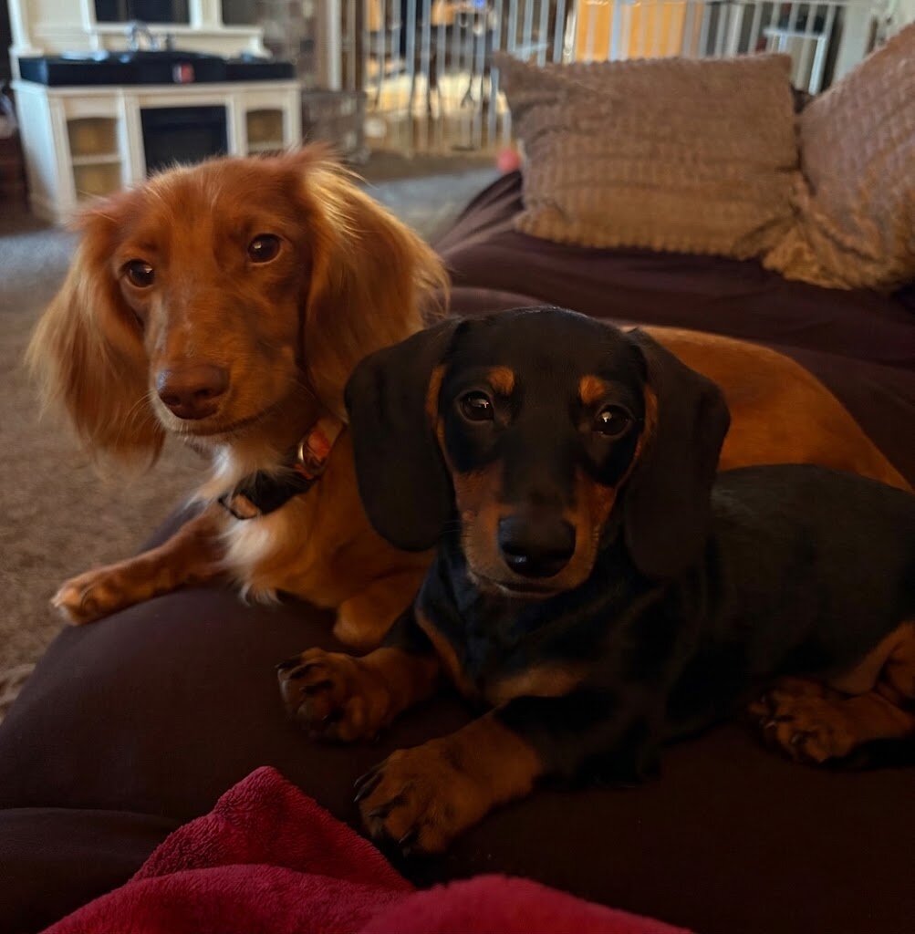 Dachshunds image 1