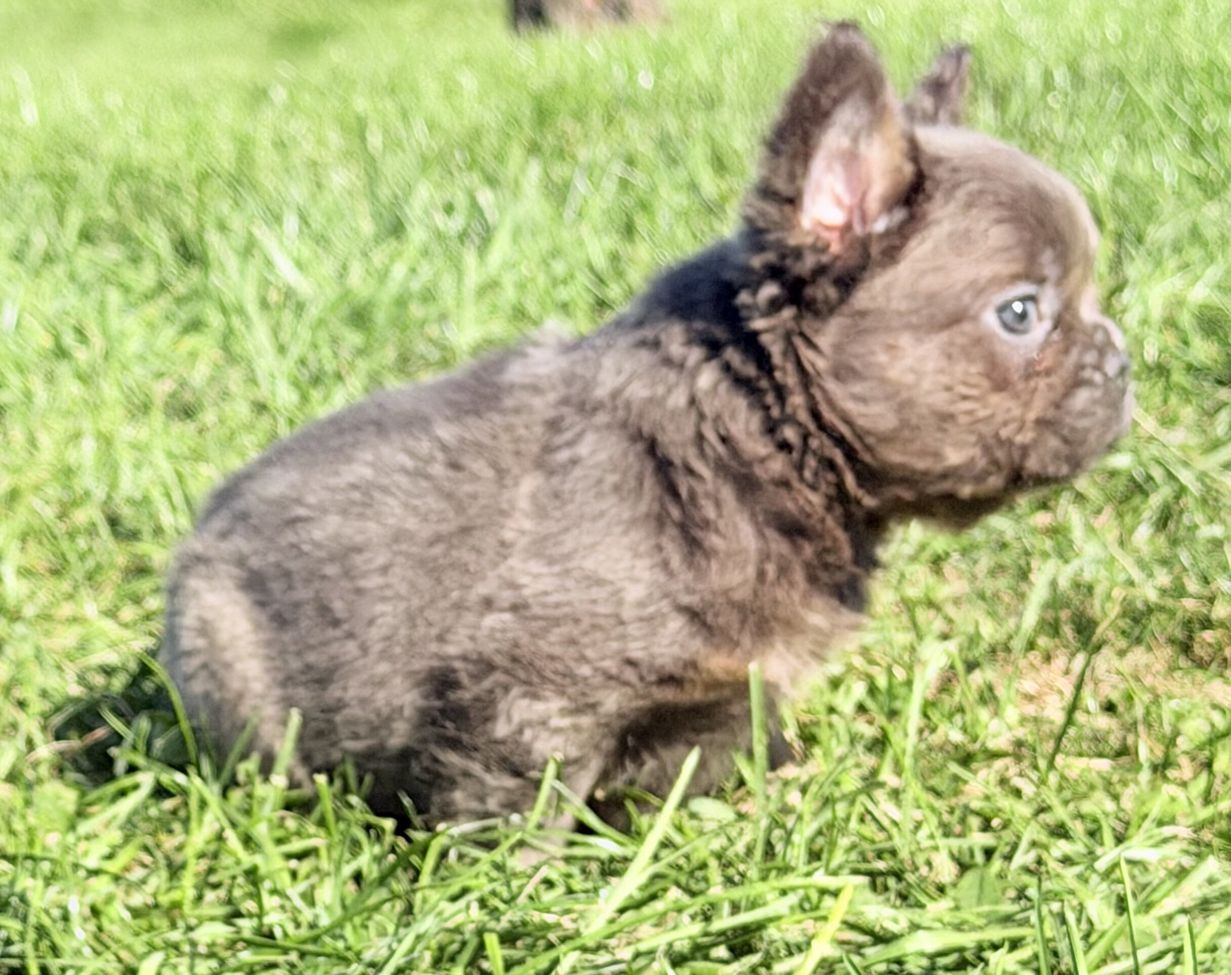 Davy Male Fluffy AKC French Bulldog image 8