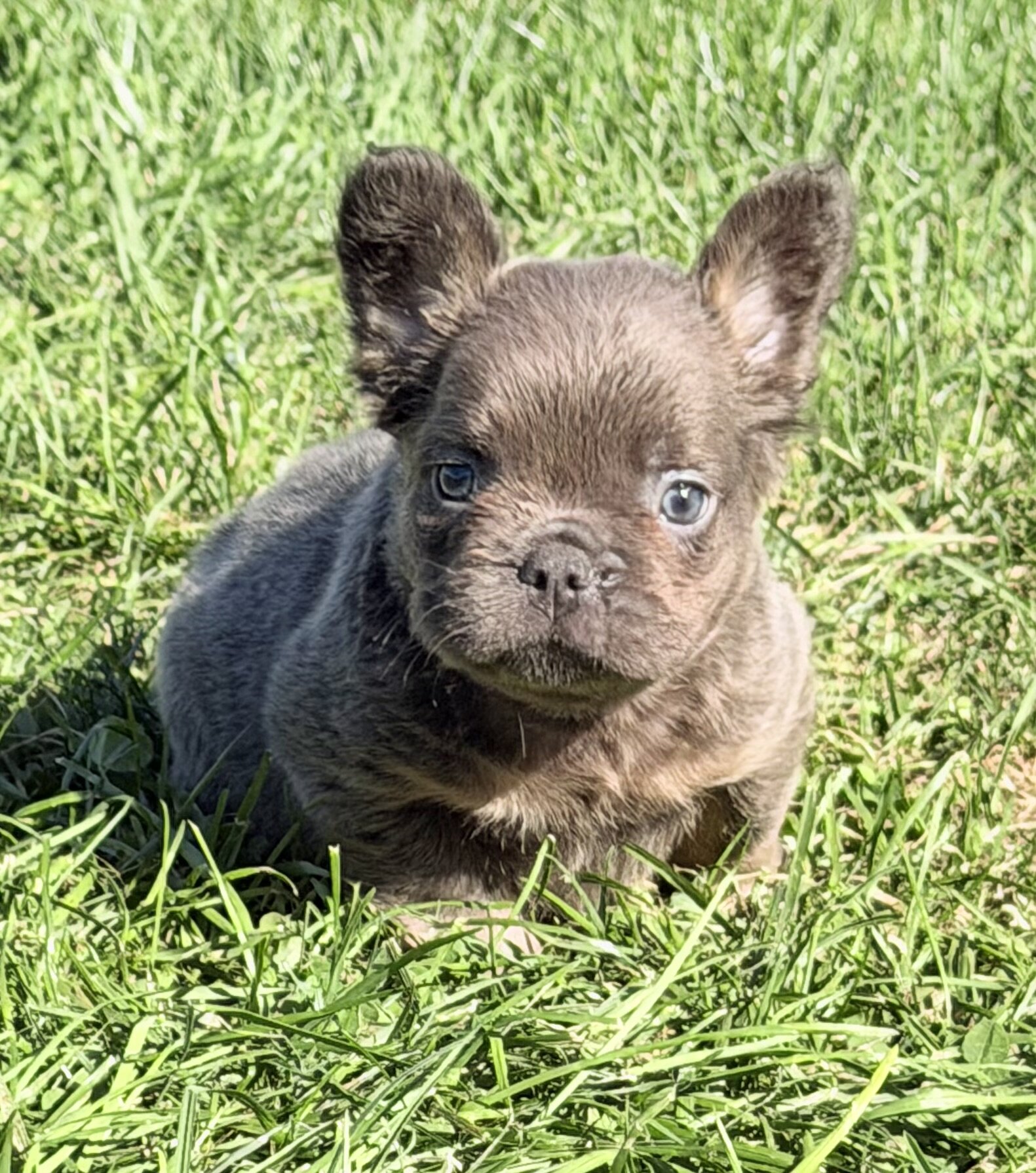 Davy Male Fluffy AKC French Bulldog image 9