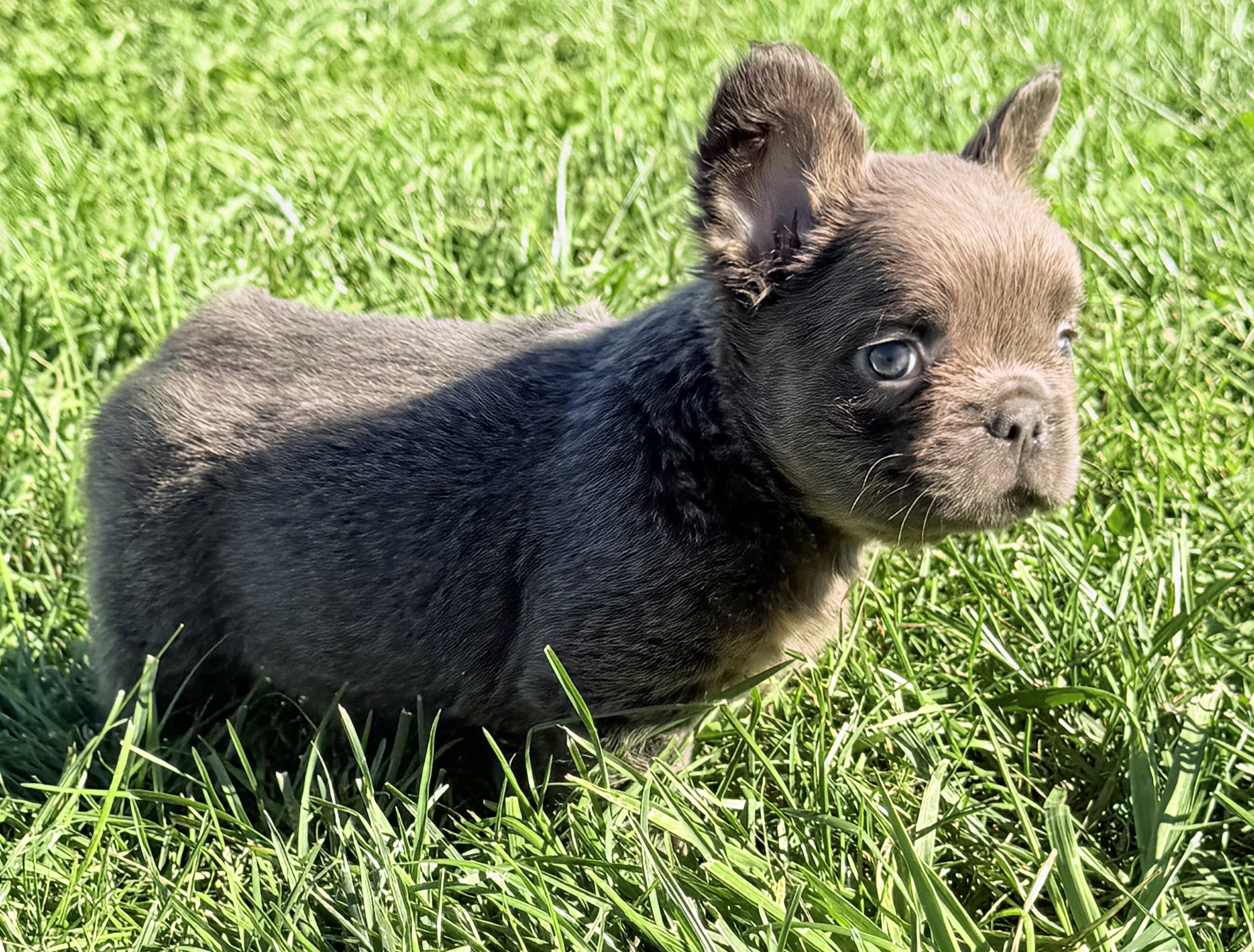 Davy Male Fluffy AKC French Bulldog image 7
