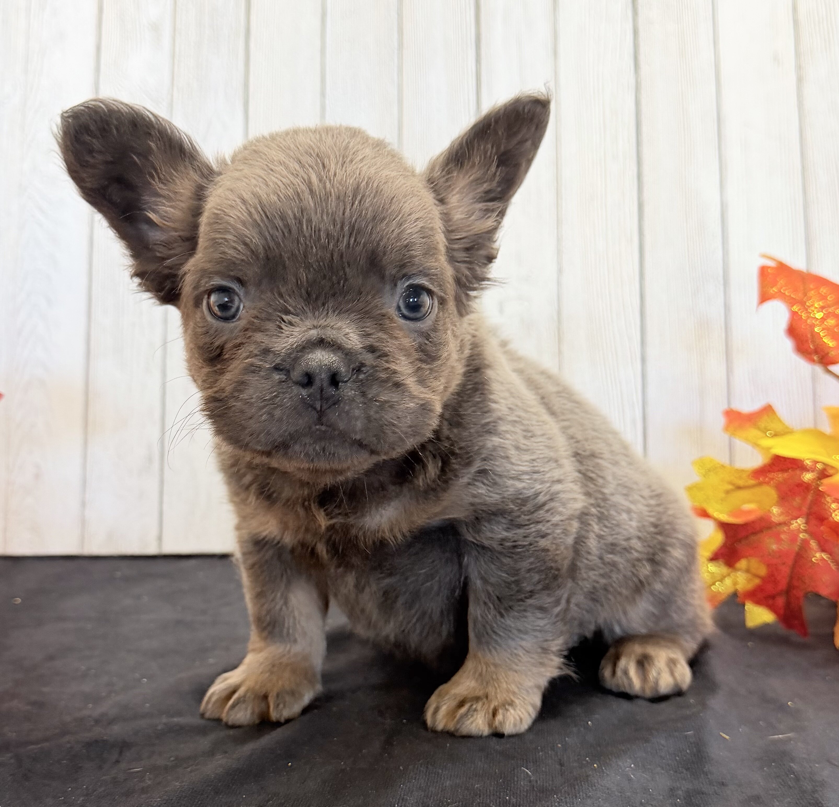 Davy Male Fluffy AKC French Bulldog image 6