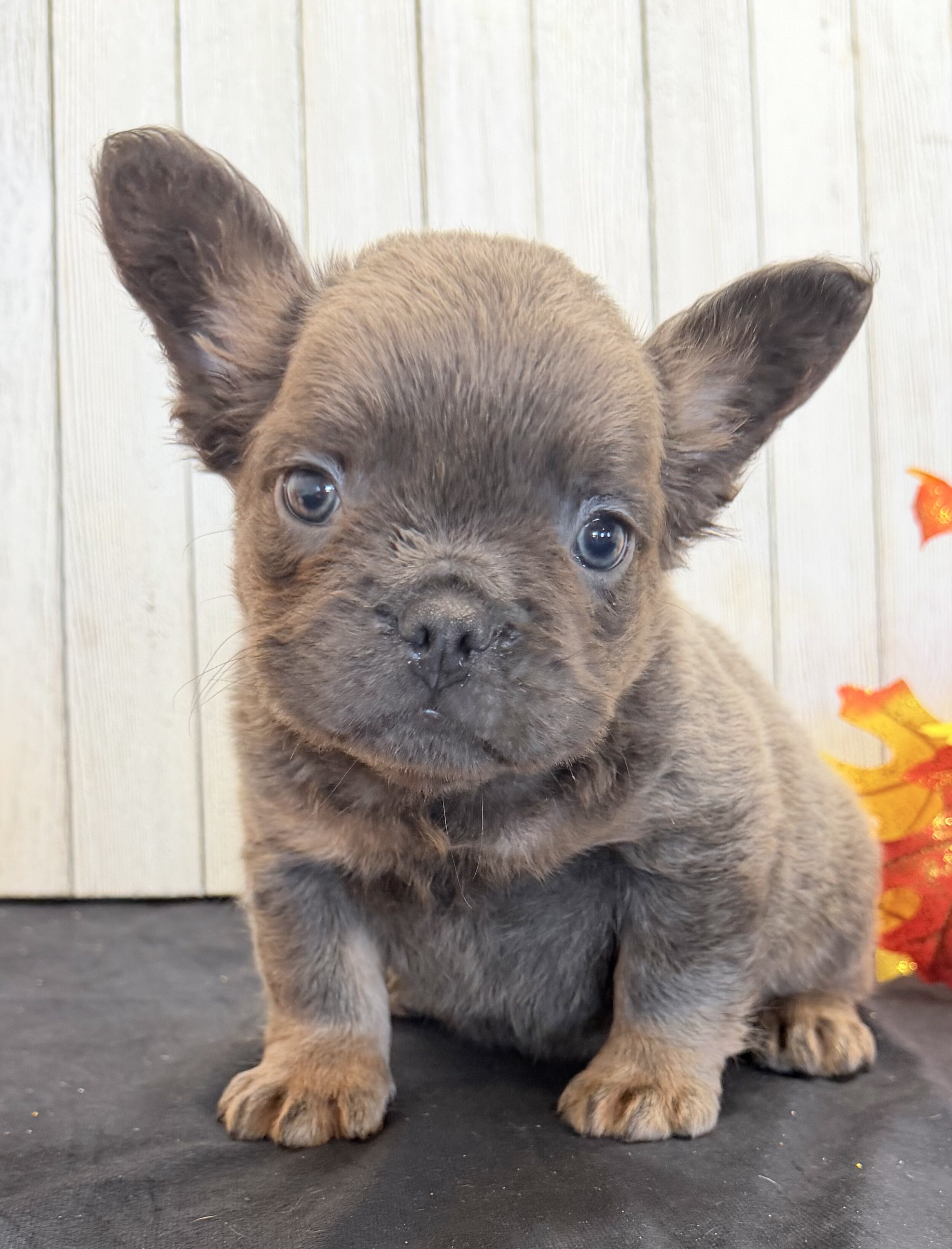 Davy Male Fluffy AKC French Bulldog image 4