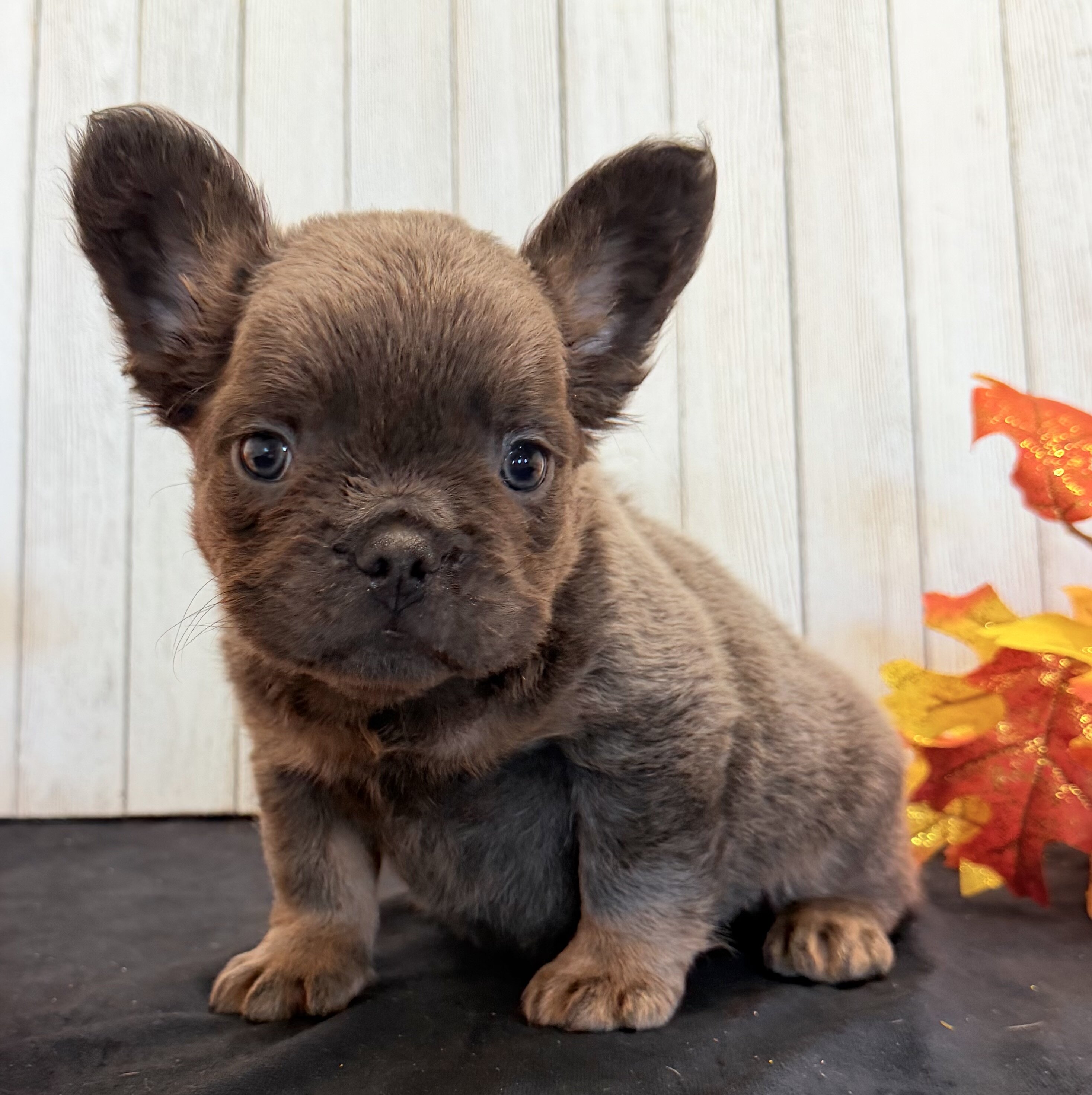 Davy Male Fluffy AKC French Bulldog image 5