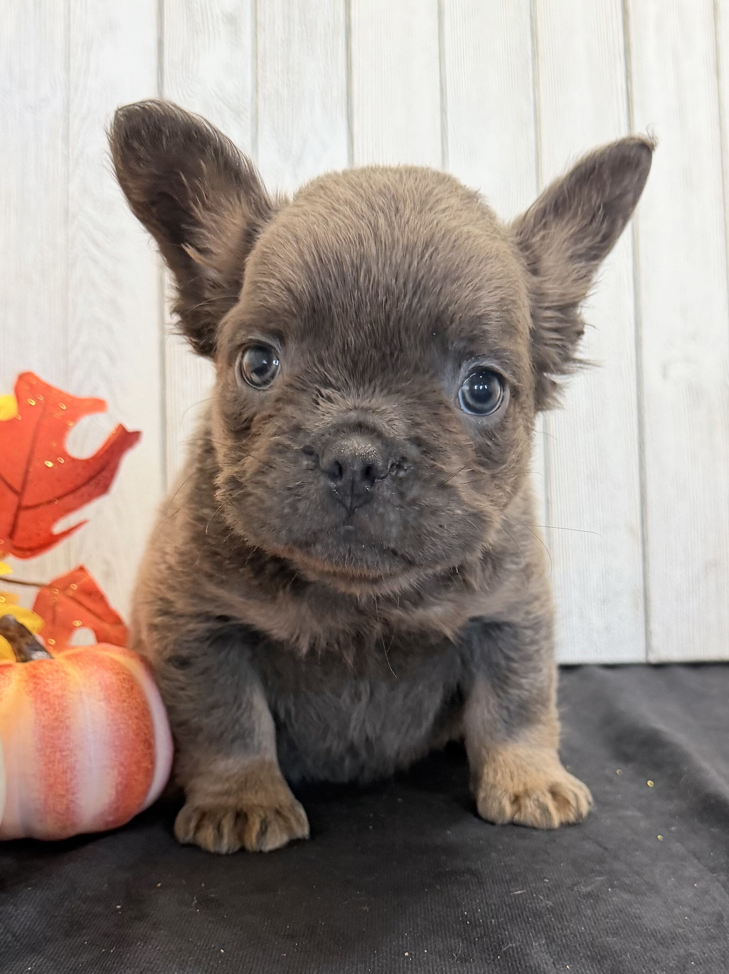 Davy Male Fluffy AKC French Bulldog image 2