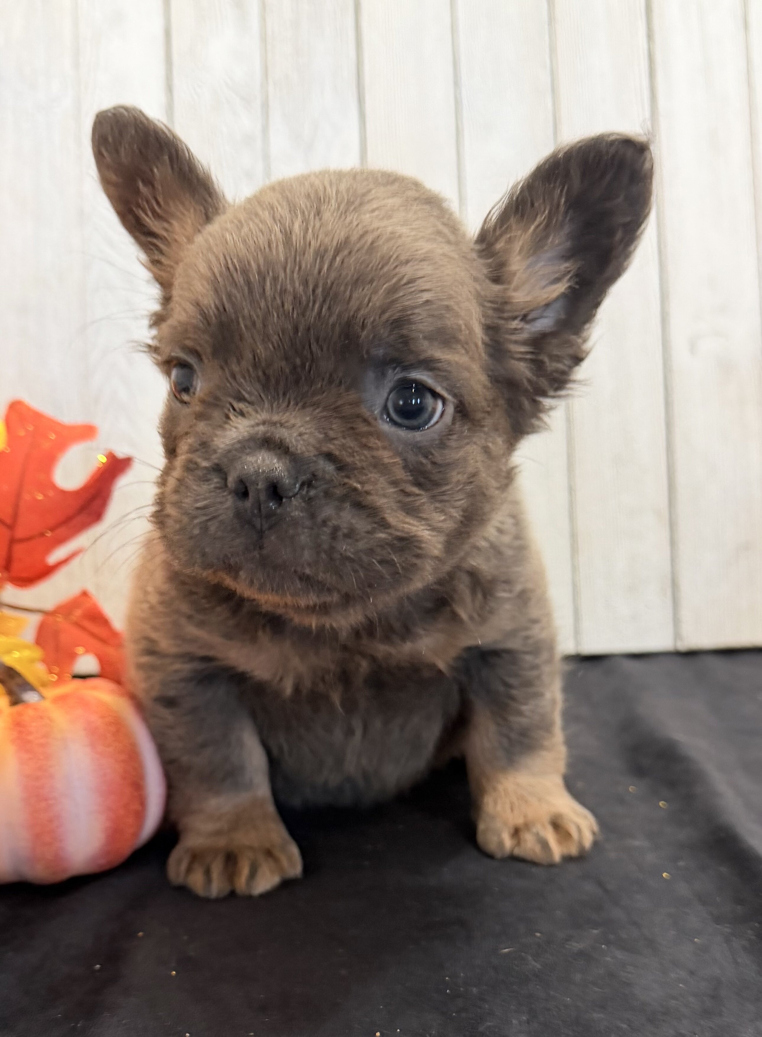 Davy Male Fluffy AKC French Bulldog image 3