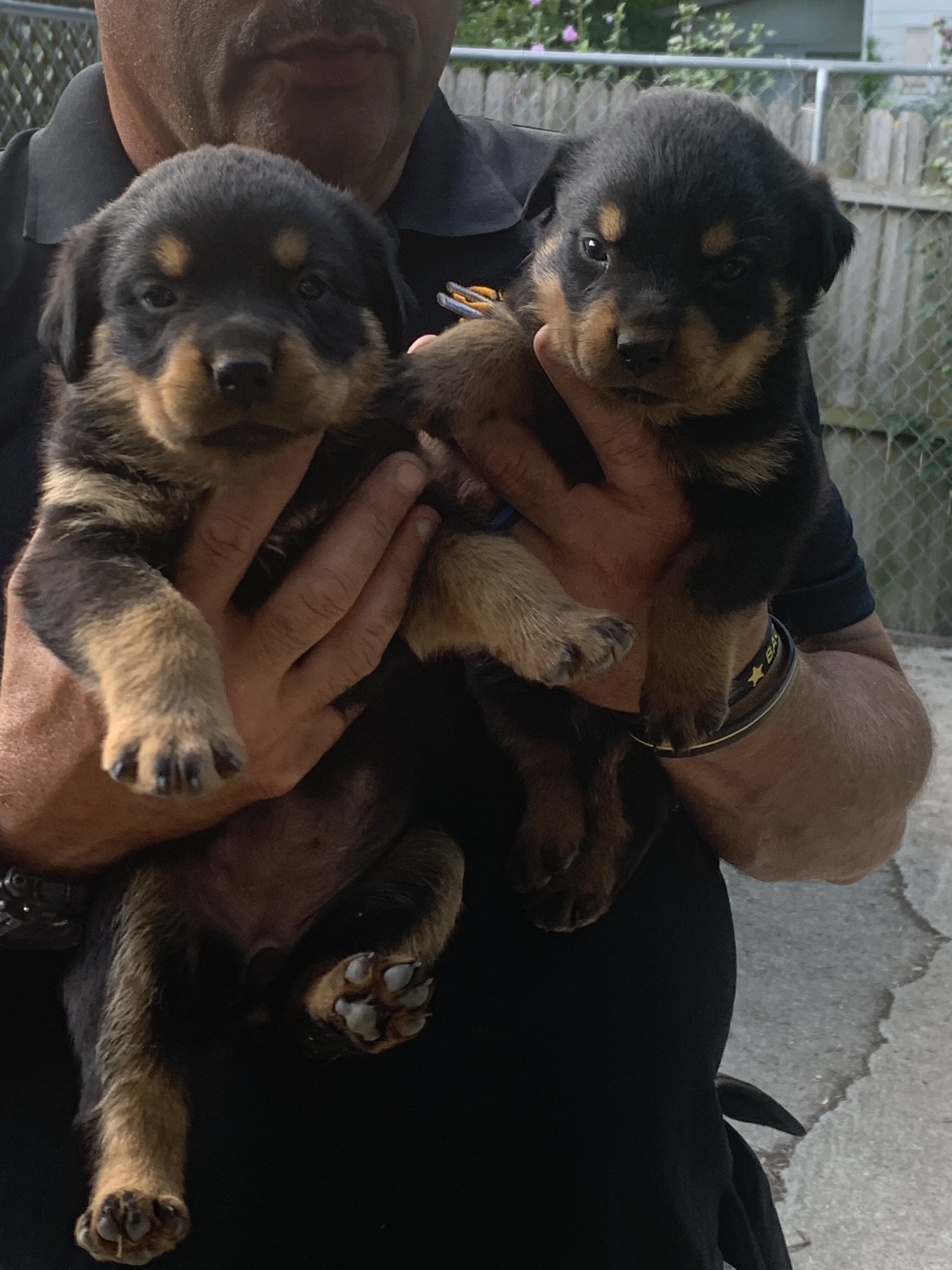 AKC REGISTERED ROTT PUPPY image 2