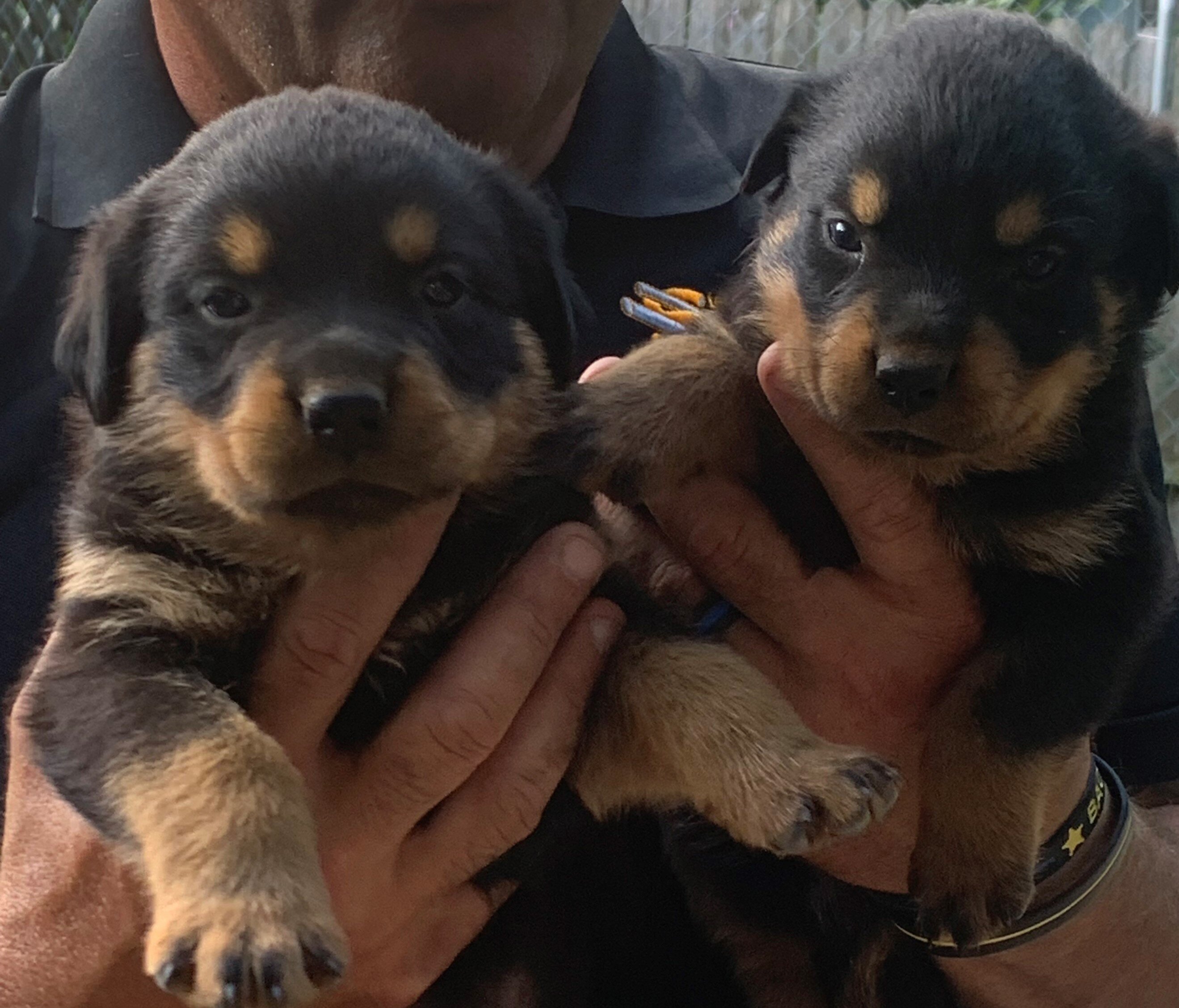 AKC REGISTERED ROTT PUPPY image 1