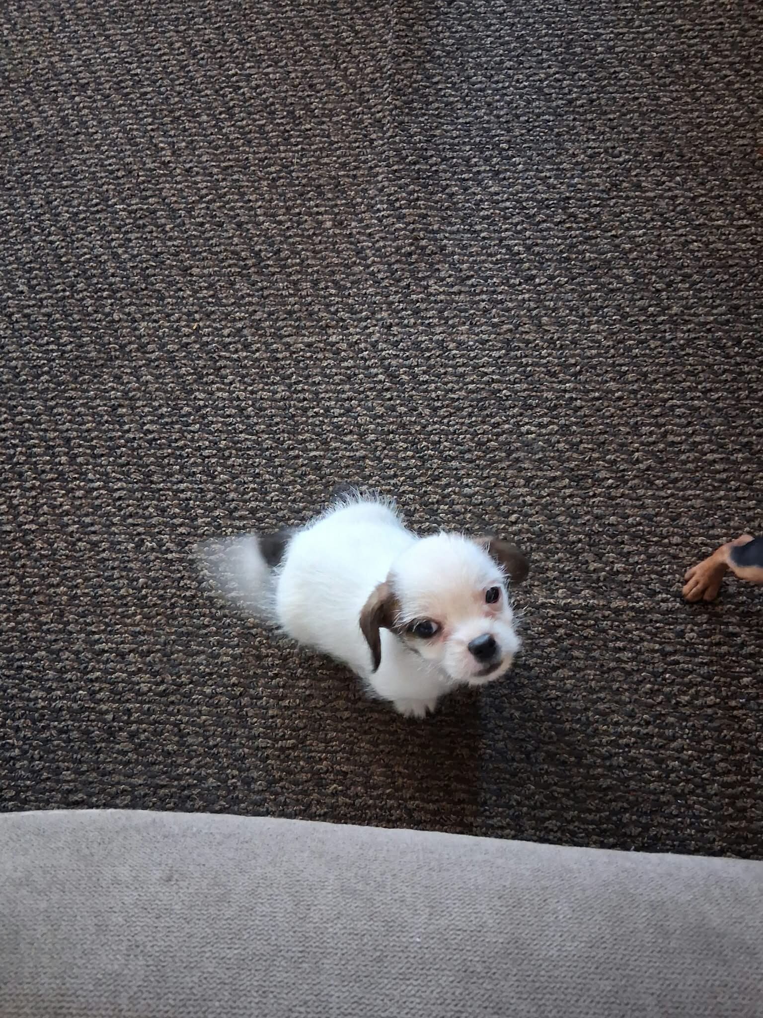 Chihuahua Mix Shih Tzu Boy image 1