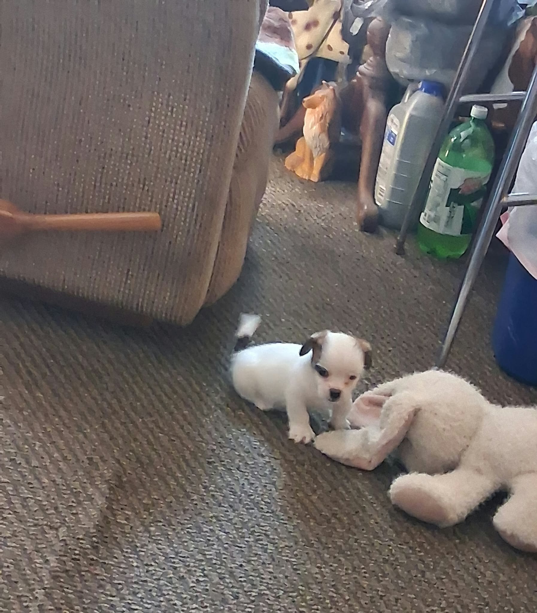 Chihuahua Mix Shih Tzu Boy image 2