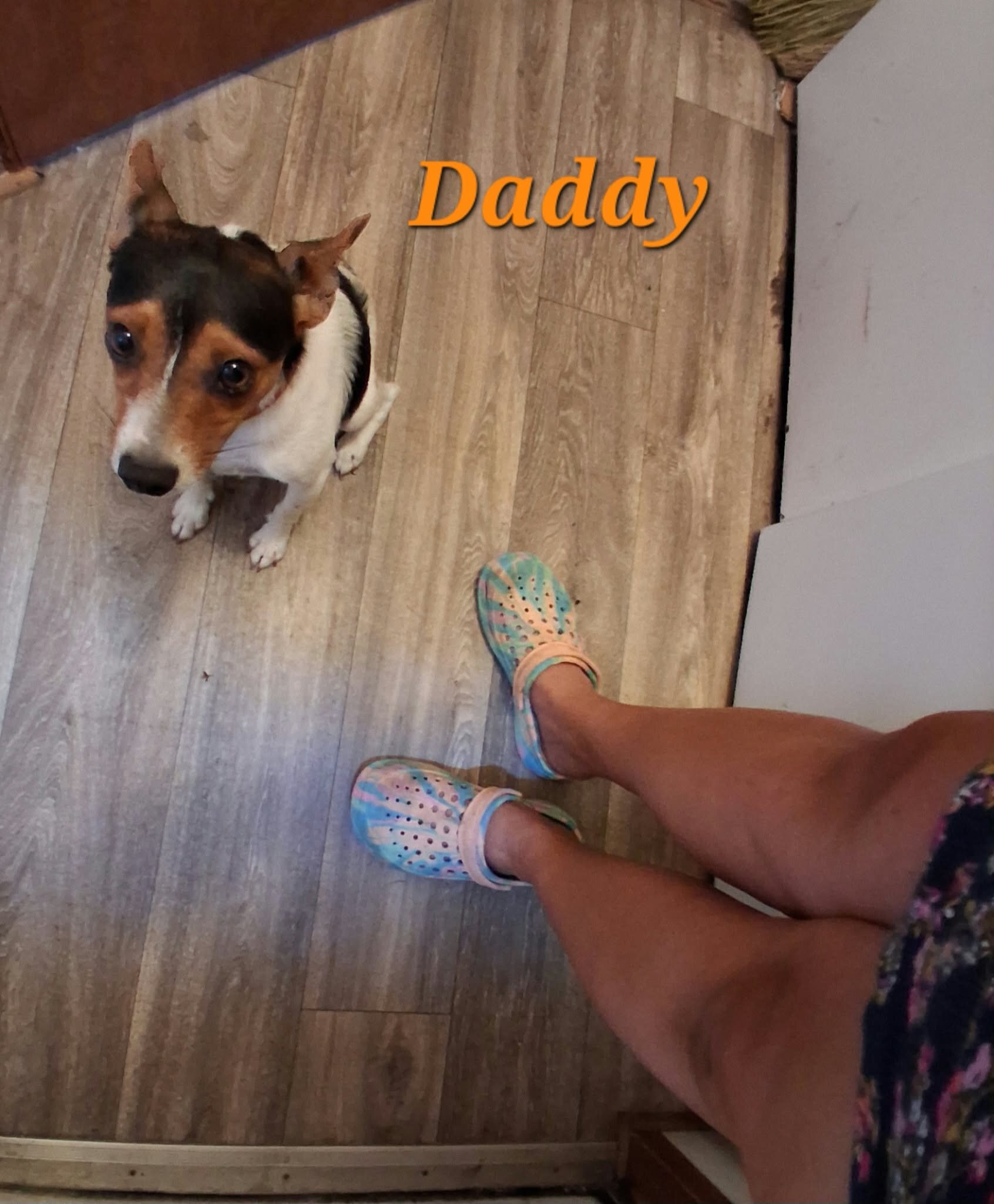 Rat Terrier Puppies image 1