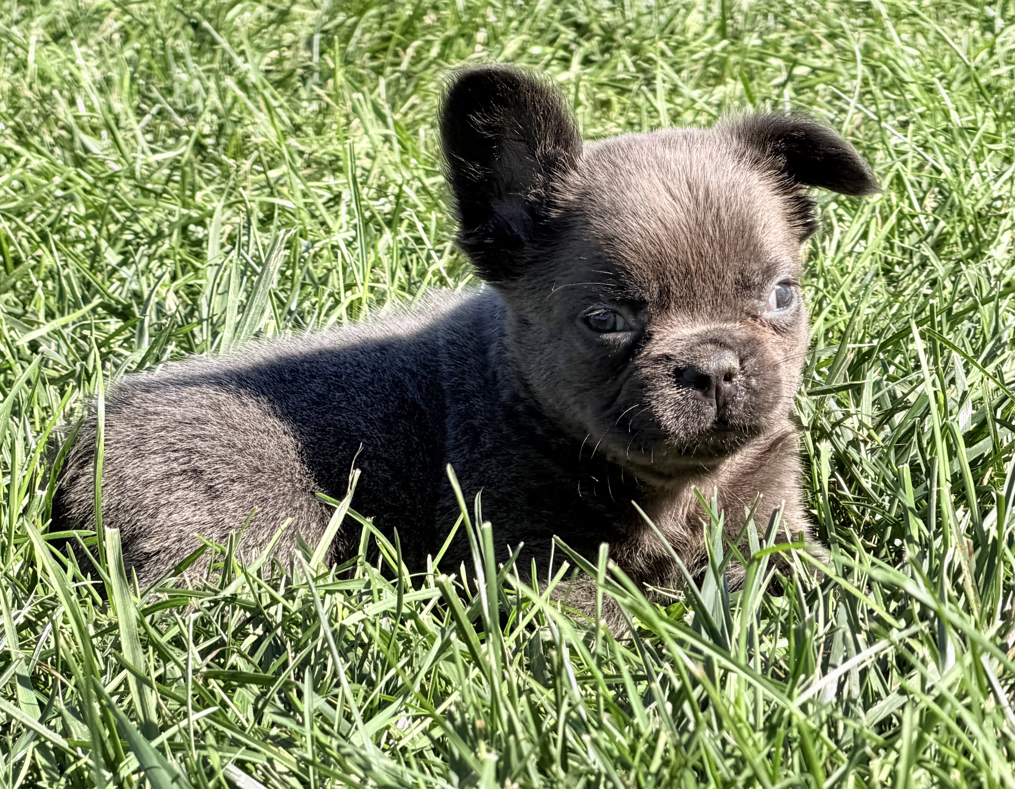 Duke Male Fluffy AKC French Bulldog image 6