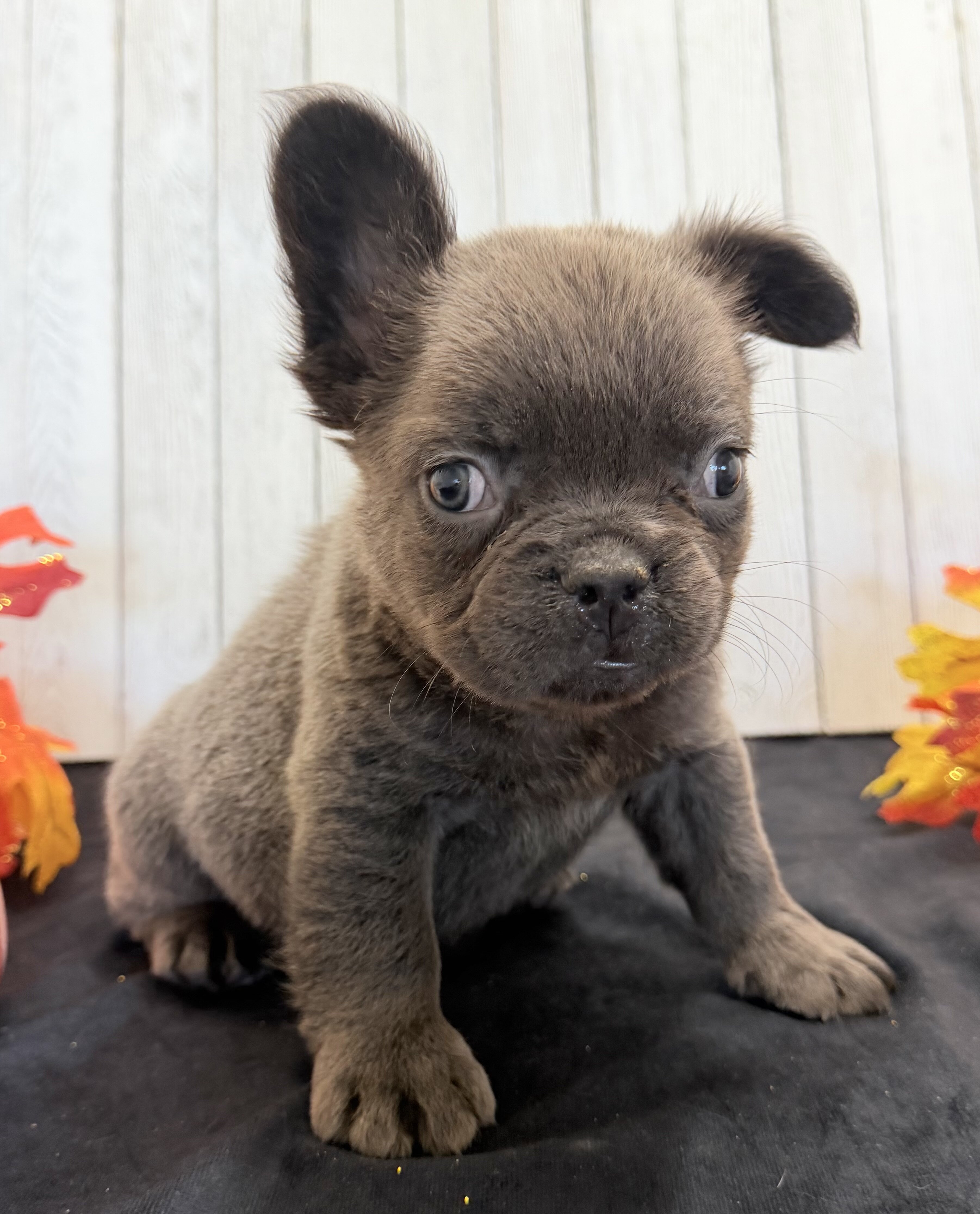 Duke Male Fluffy AKC French Bulldog image 5