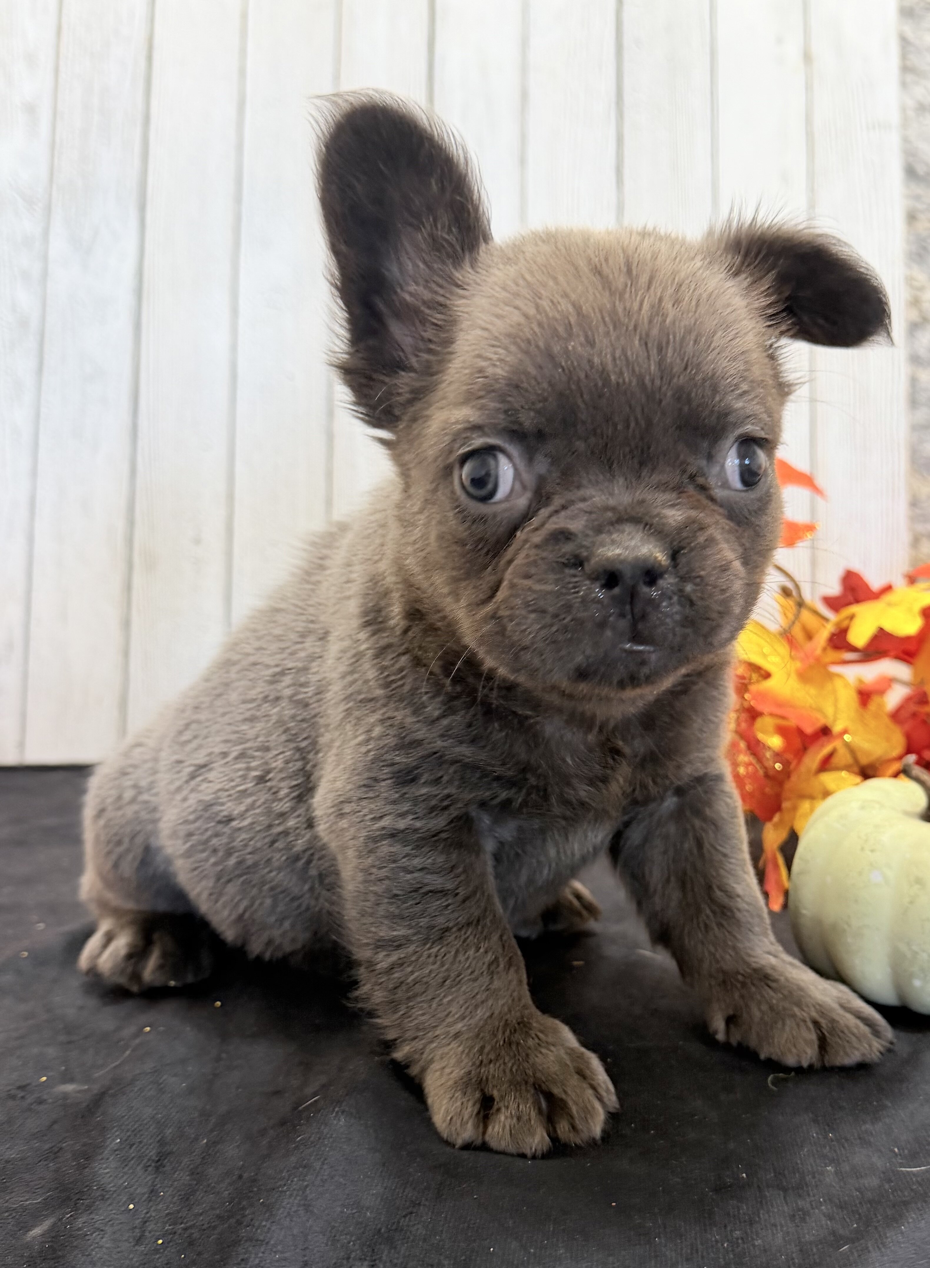 Duke Male Fluffy AKC French Bulldog image 3