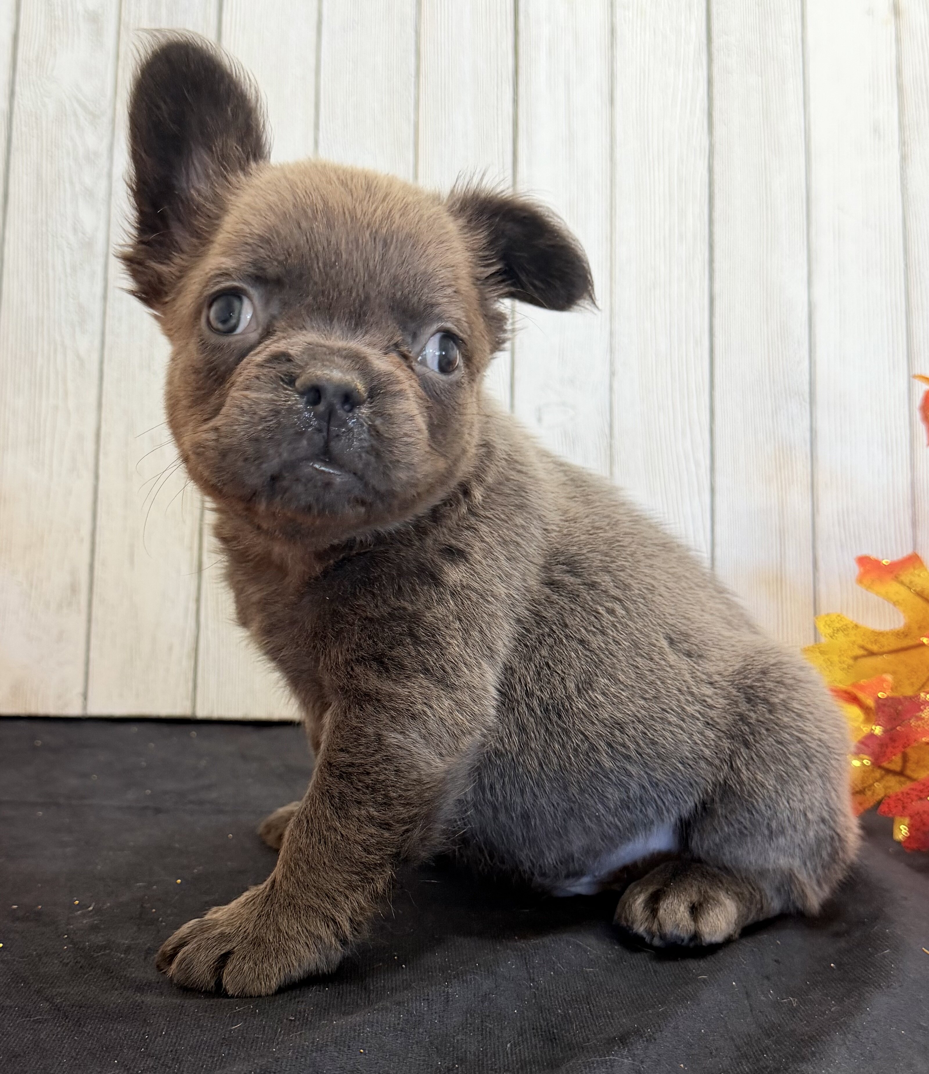Duke Male Fluffy AKC French Bulldog image 4