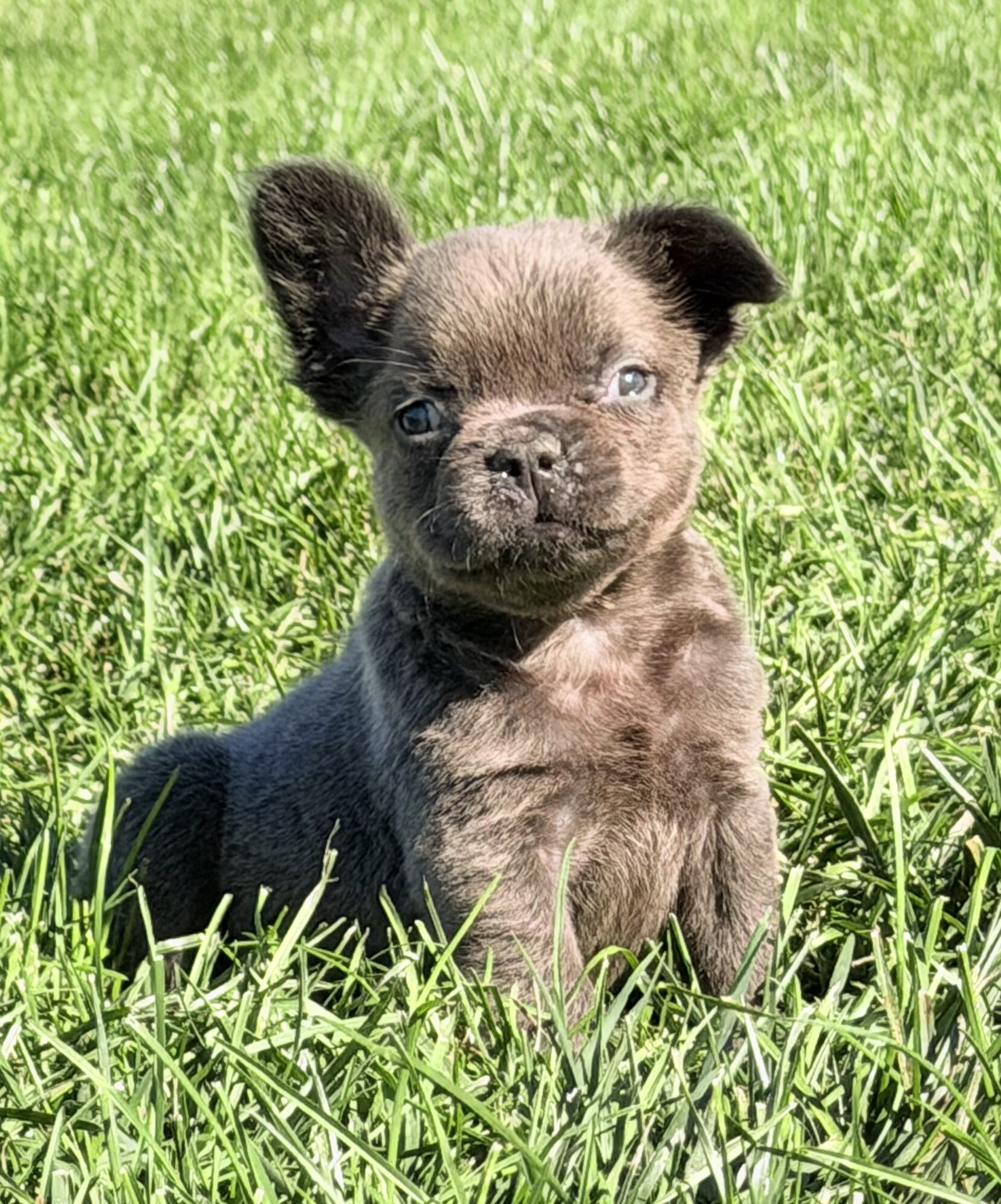 Duke Male Fluffy AKC French Bulldog image 7