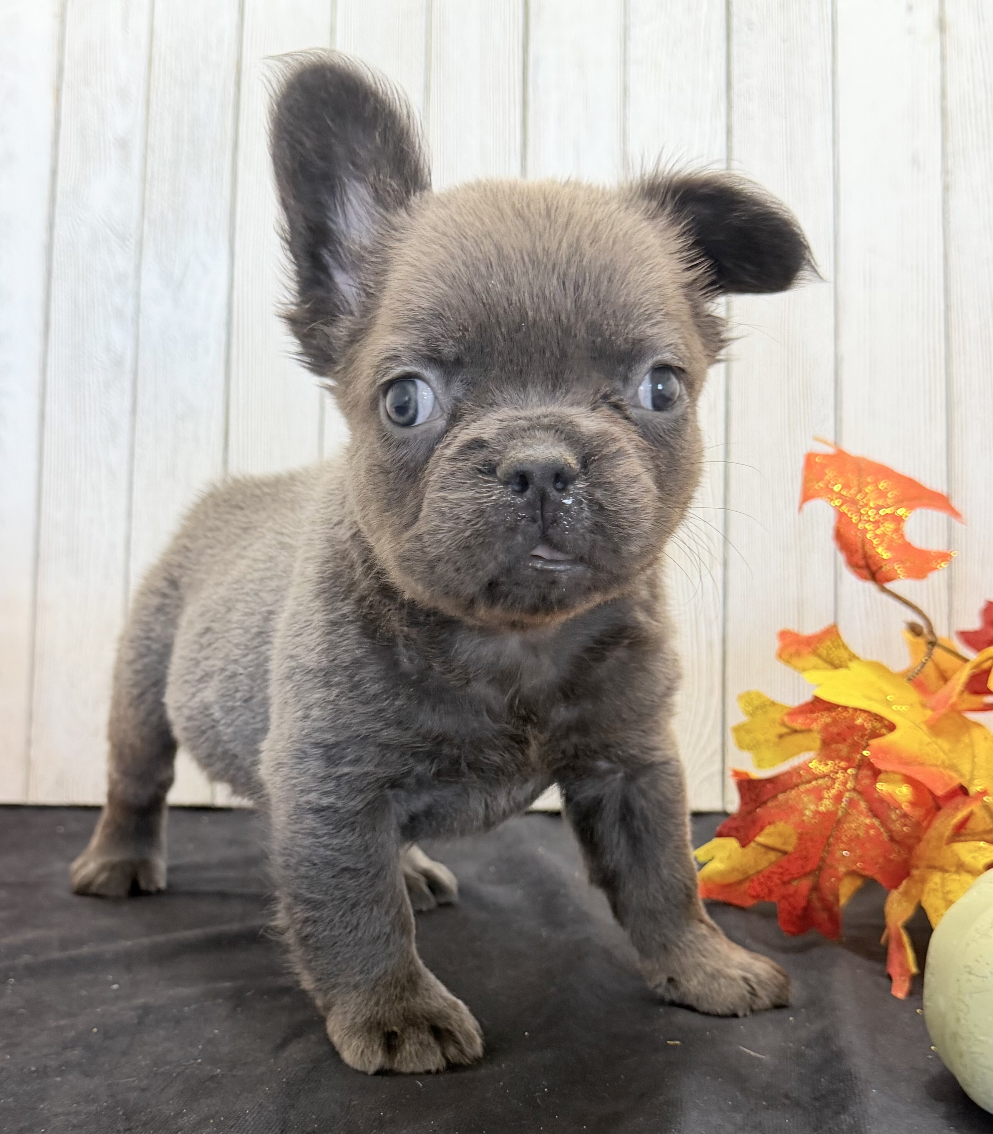 Duke Male Fluffy AKC French Bulldog image 2