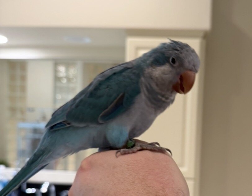 Blue Quaker Parrot image 1