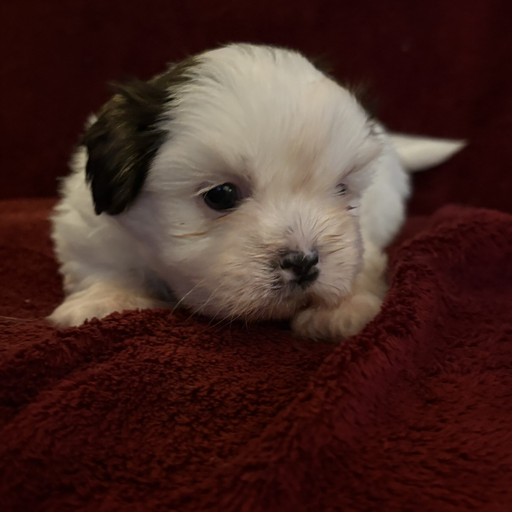Shih Tzu Puppies looking for a loving home image 1