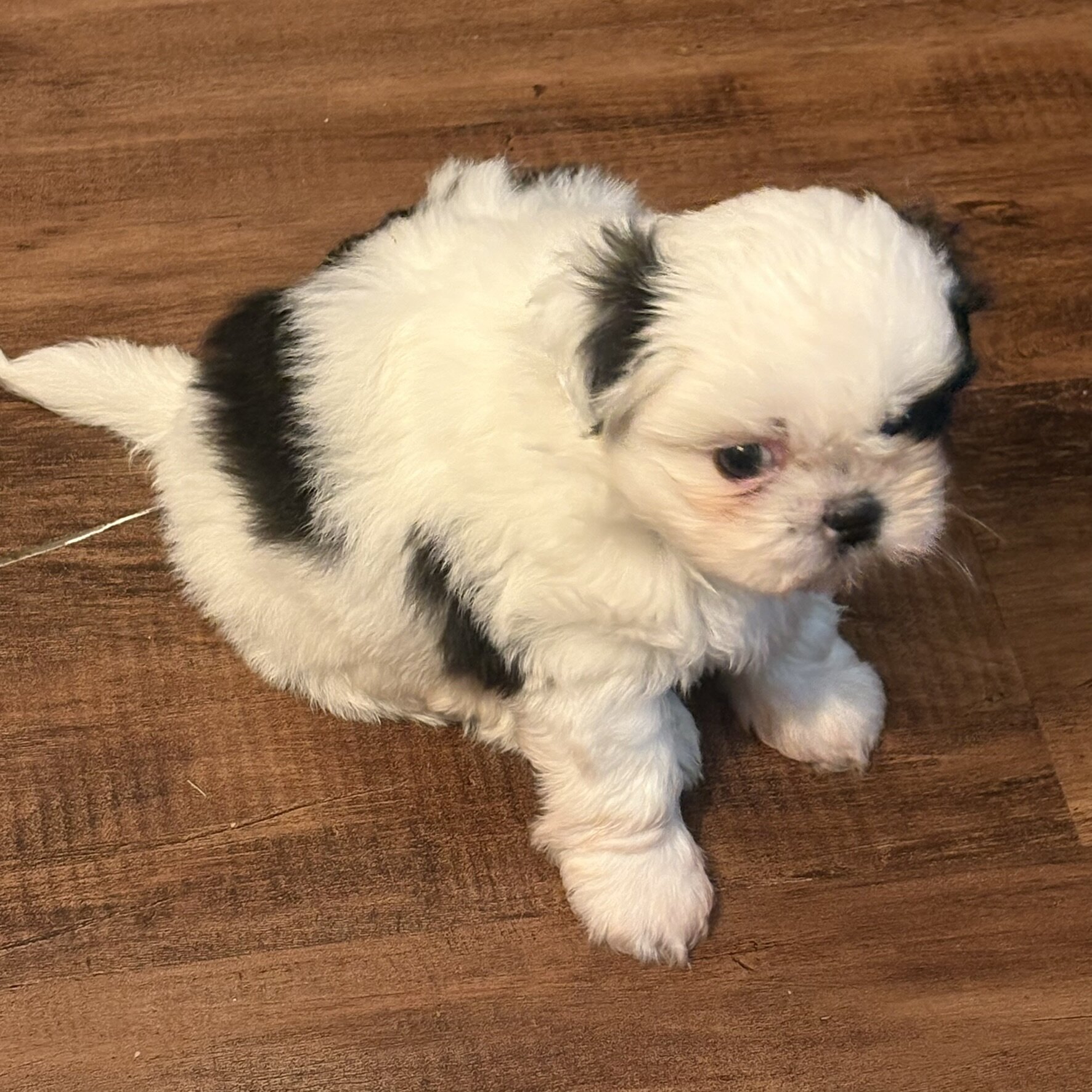 Shih Tzu Puppies looking for a loving home image 3