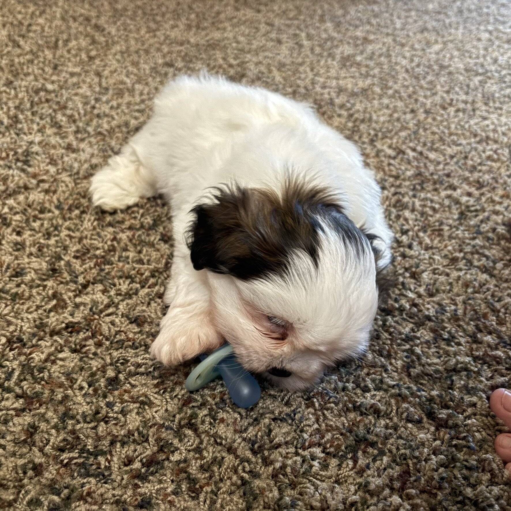 Shih Tzu Puppies looking for a loving home image 4