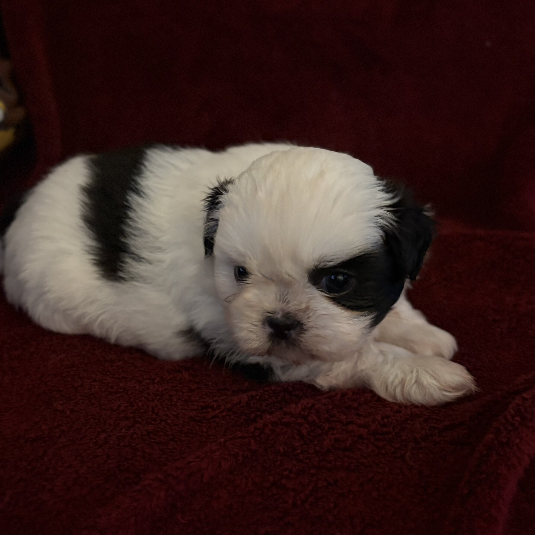 Shih Tzu Puppies looking for a loving home image 5